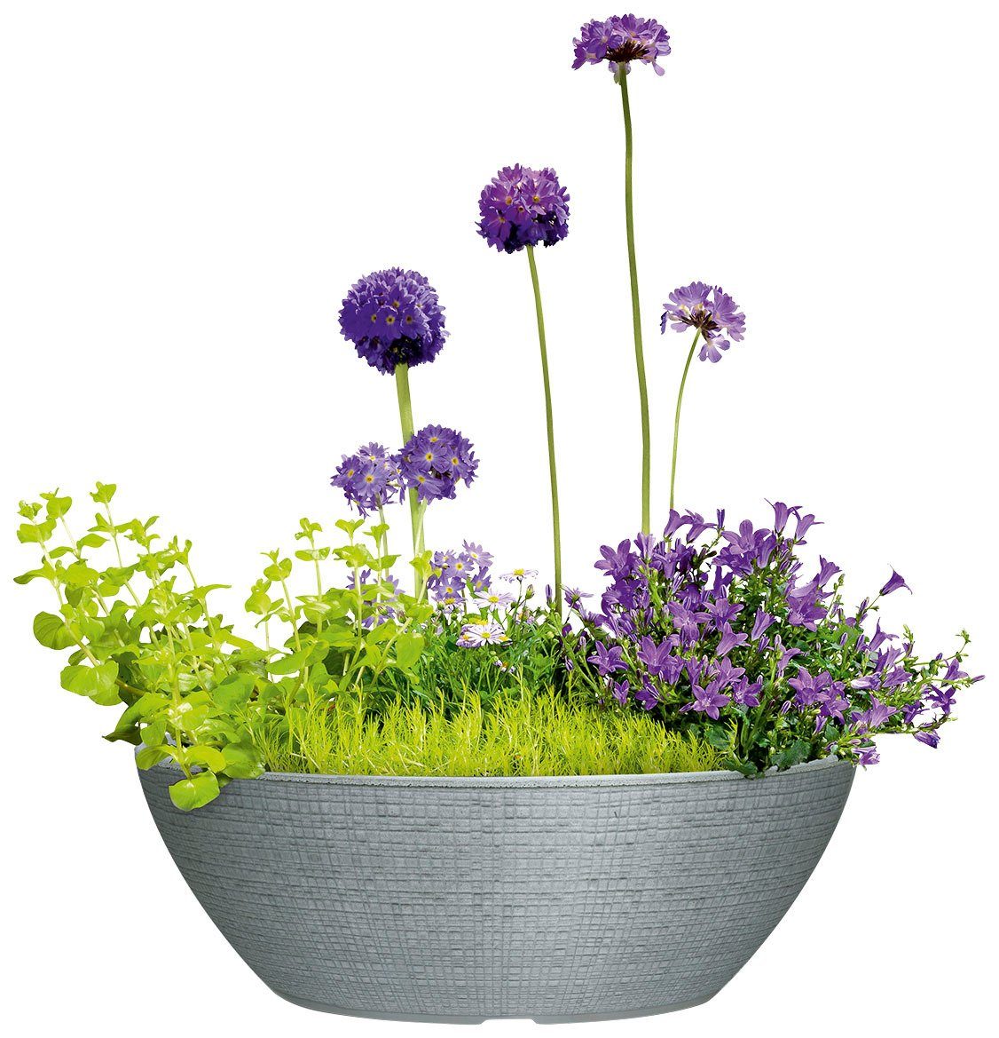 Scheurich Blumentopf 40/297 BARCEO BOWL günstig online kaufen