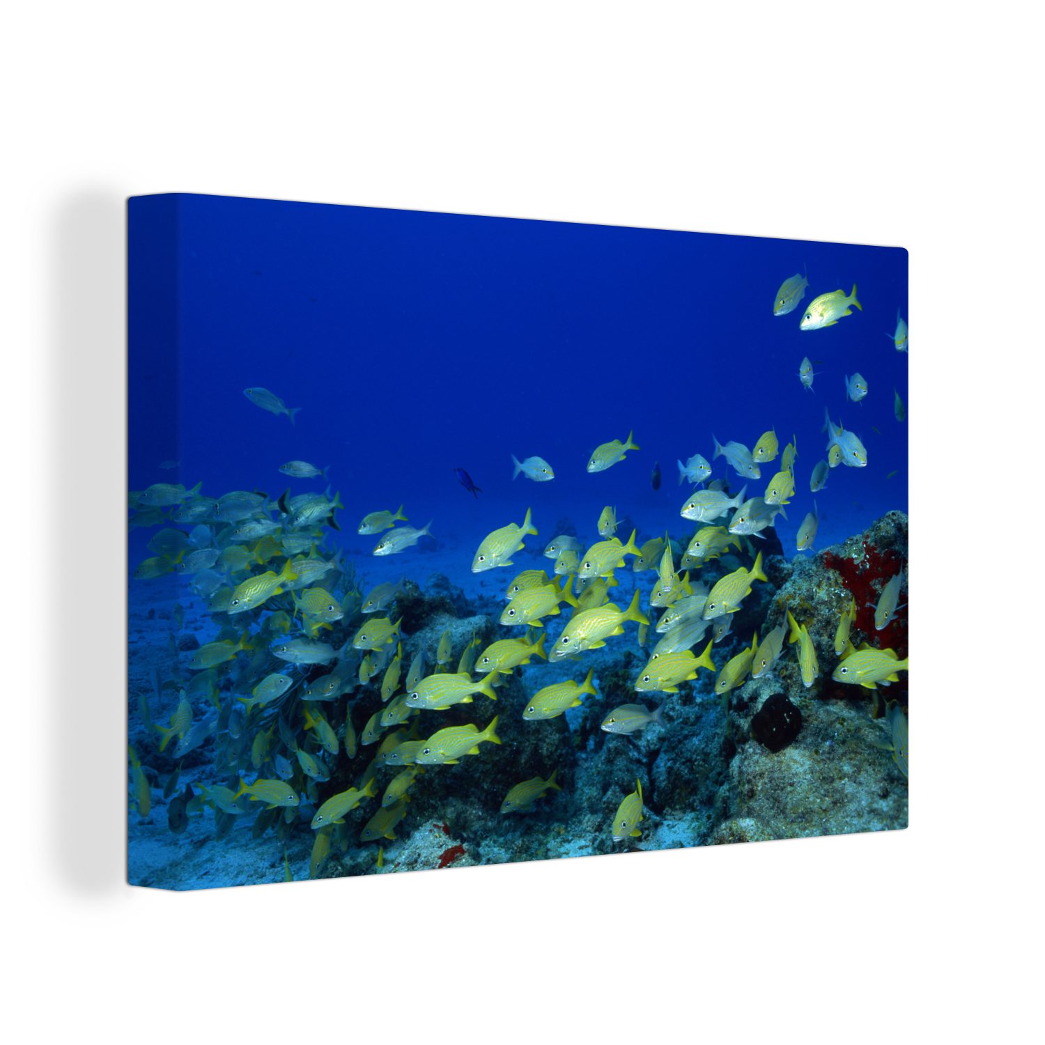 OneMillionCanvasses® Leinwandbild Fisch - Schule - Meer, (1 St), Wandbild Leinwandbilder, Aufhängefertig, Wanddeko, 30x20 cm