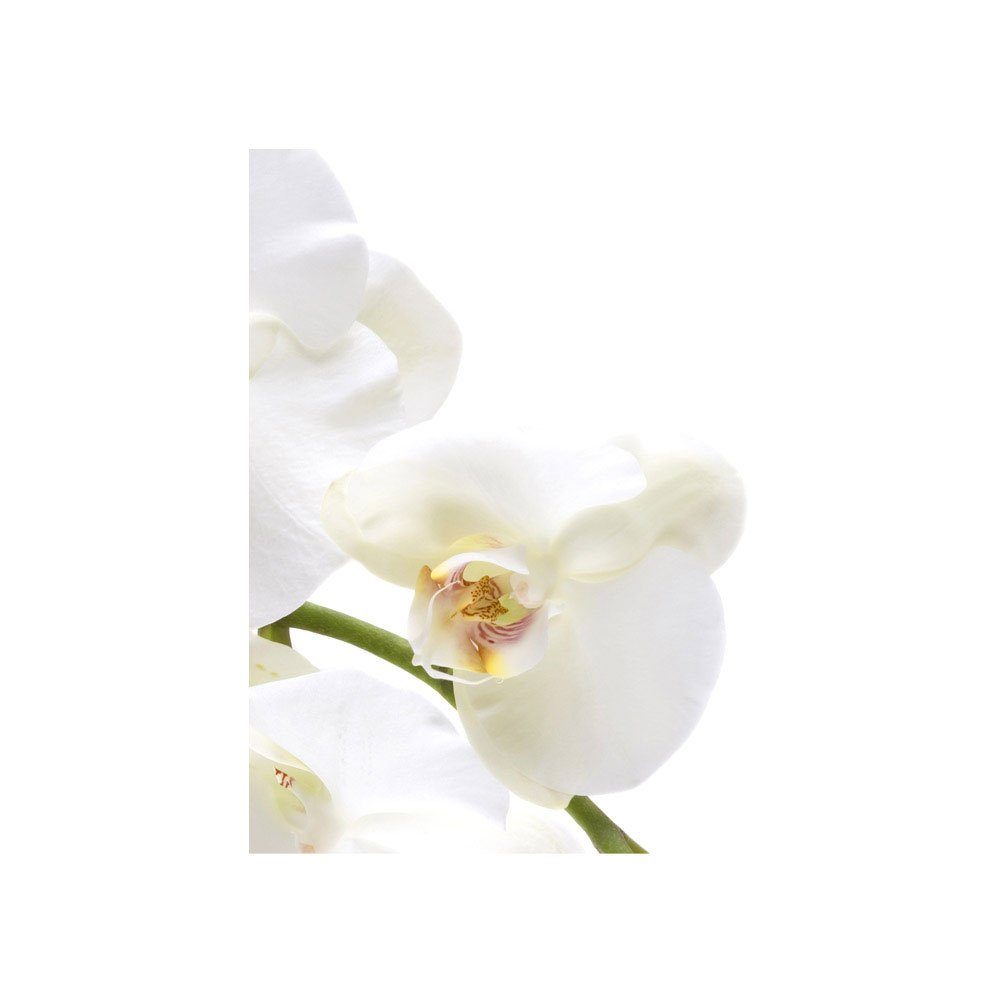 201, Blumen Fototapete Pflanzen liwwing Berge Abstrakt Weiß Orchidee Blumenranke no. Natur Fototapete