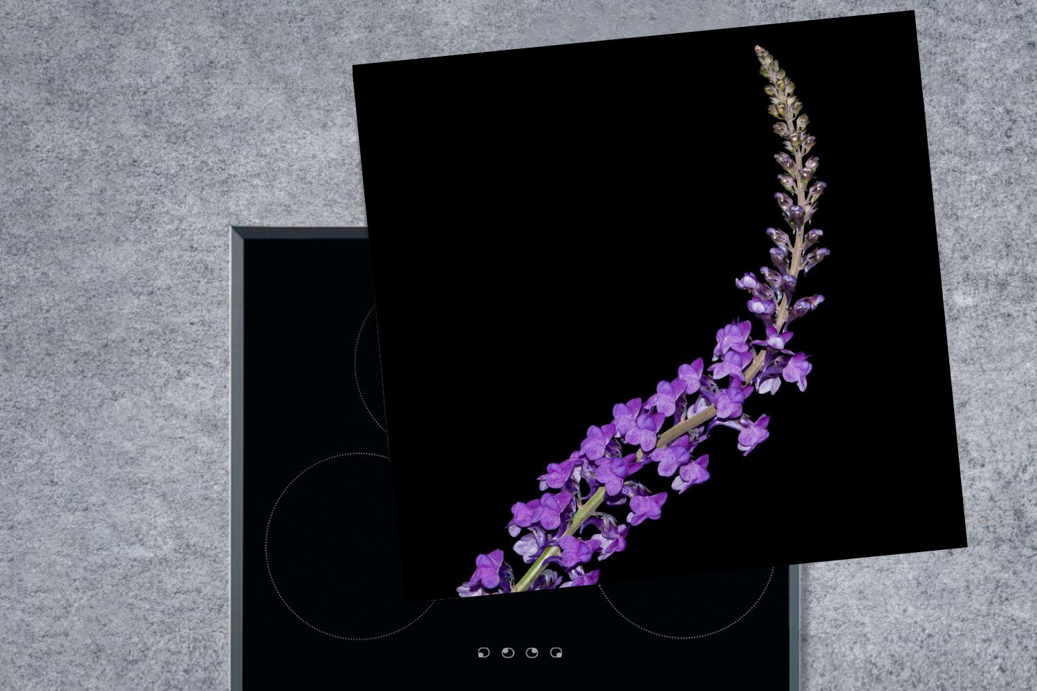 (1 Lavendel 78x78 cm, Herdblende-/Abdeckplatte auf Einzelner Hintergrund, Arbeitsplatte lila küche Ceranfeldabdeckung, schwarzem MuchoWow für tlg), Vinyl,