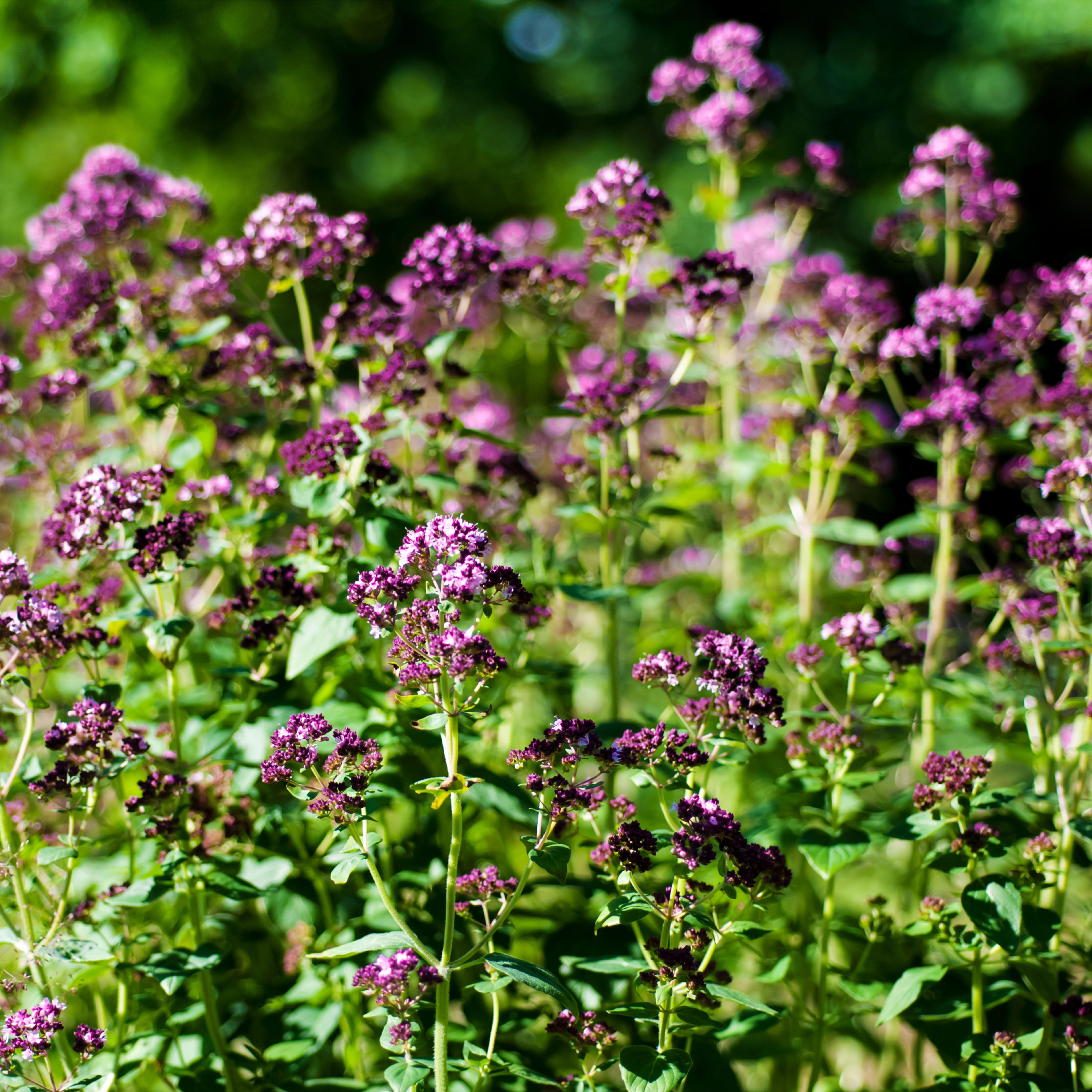 Bloomique Beetpflanze Bloomique - 3er-Set - Origanum Vulgare - Oreganopflanze - Kräuterpflan, 3 St.