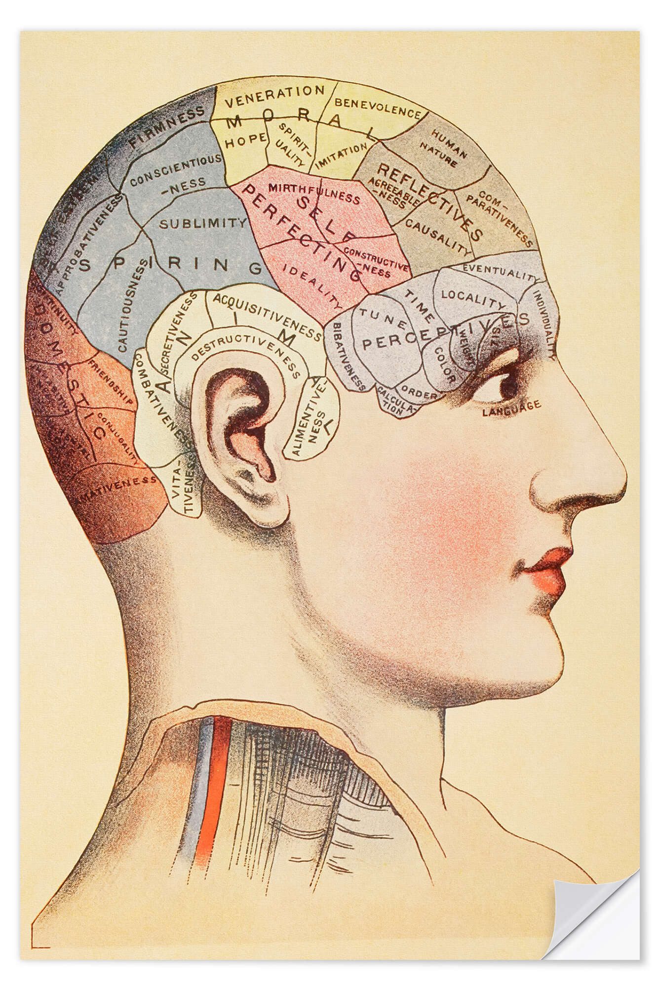 Posterlounge Wandfolie Vintage Educational Collection, Karte des menschlichen Gehirns (Englisch), Arztpraxis Vintage Illustration