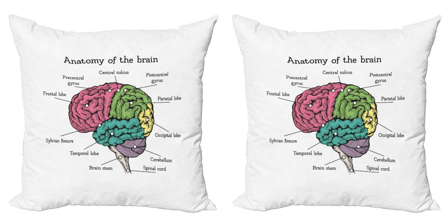 Kissenbezüge Modern Accent Doppelseitiger Digitaldruck, Abakuhaus (2 Stück), Anatomie In Der Struktur Des Gehirns Gefärbt
