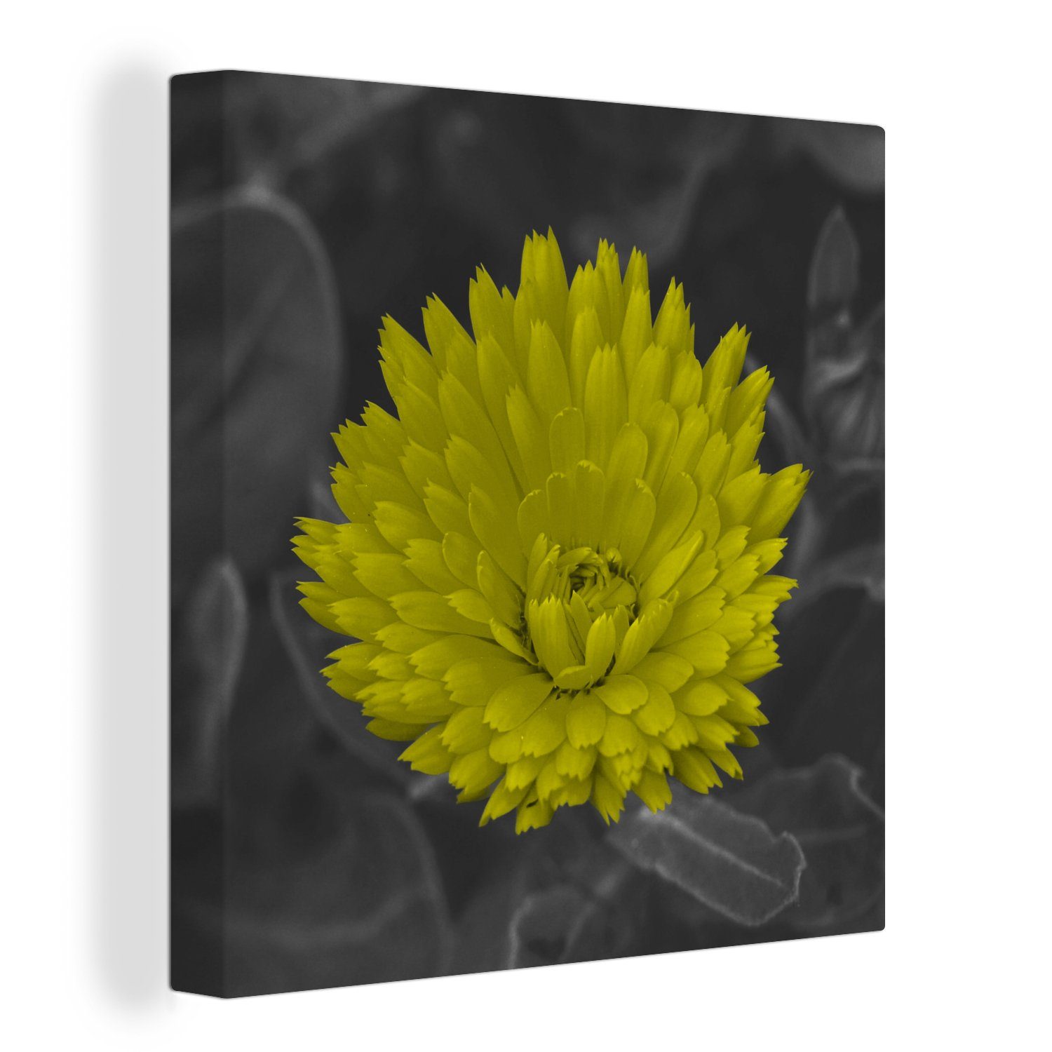 OneMillionCanvasses® Leinwandbild Blumen - Aquarell - Löwenzahn, (1 St), Leinwand Bilder für Wohnzimmer Schlafzimmer