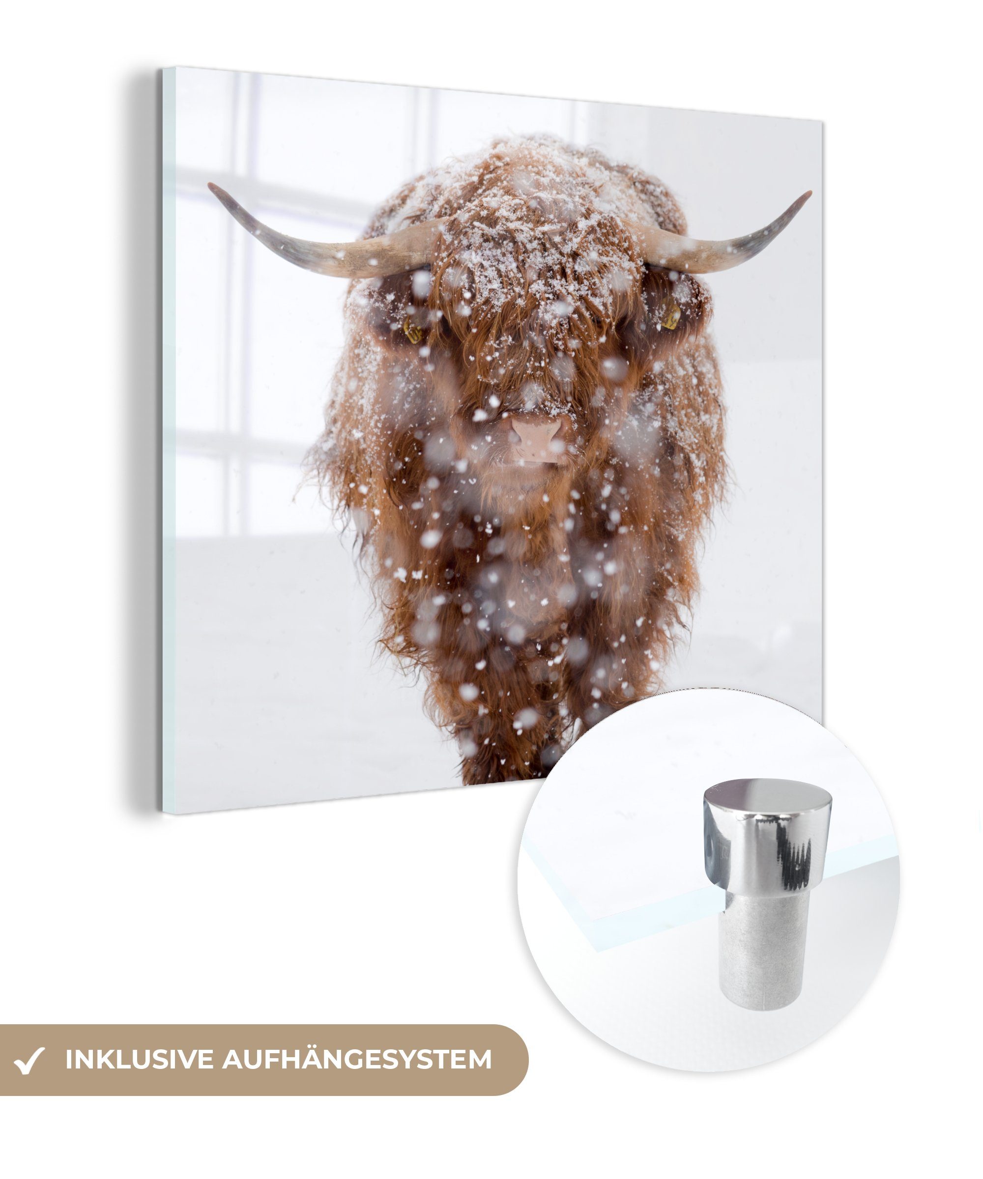 MuchoWow Acrylglasbild Schottischer Highlander - Kuh - Schnee, (1 St), Glasbilder - Bilder auf Glas Wandbild - Foto auf Glas - Wanddekoration | Bilder