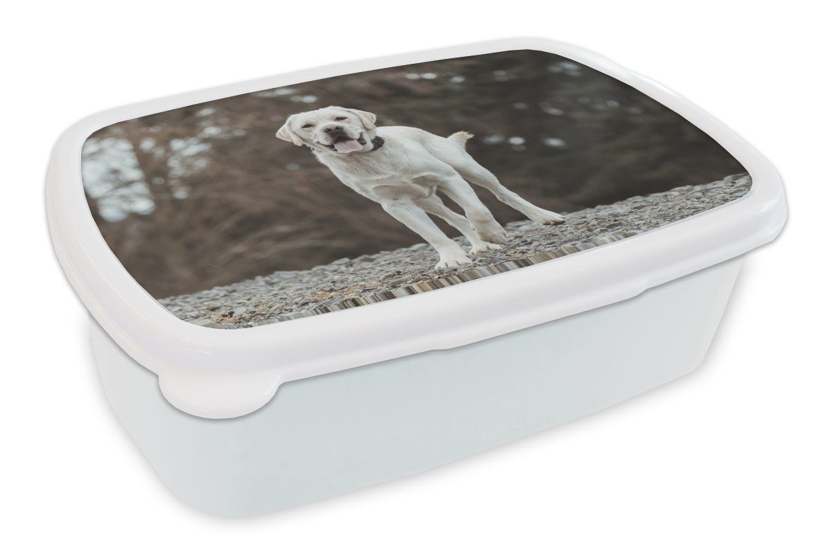 MuchoWow Lunchbox Ein weißer Labrador Retriever auf den Steinen, Kunststoff, (2-tlg), Brotbox für Kinder und Erwachsene, Brotdose, für Jungs und Mädchen