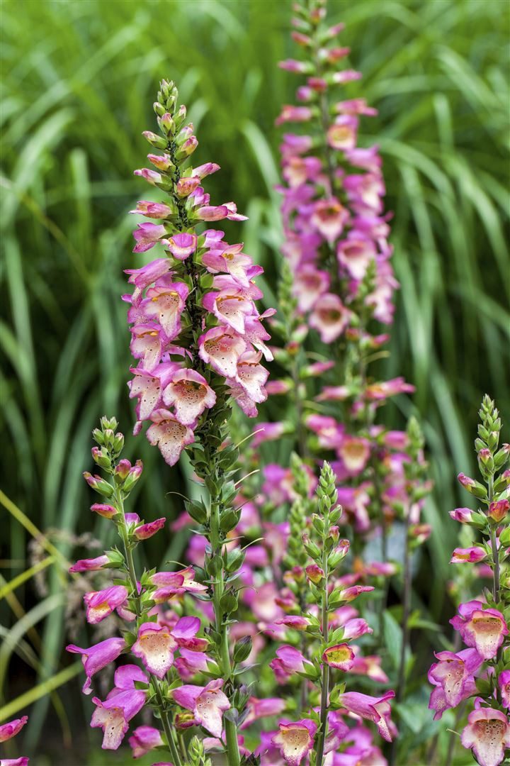 Pflanzen für Dich Staude Digitalis purpurea, 1 St., Roter Fingerhut, Wald-Fingerhut, Gemeiner Fingerhut