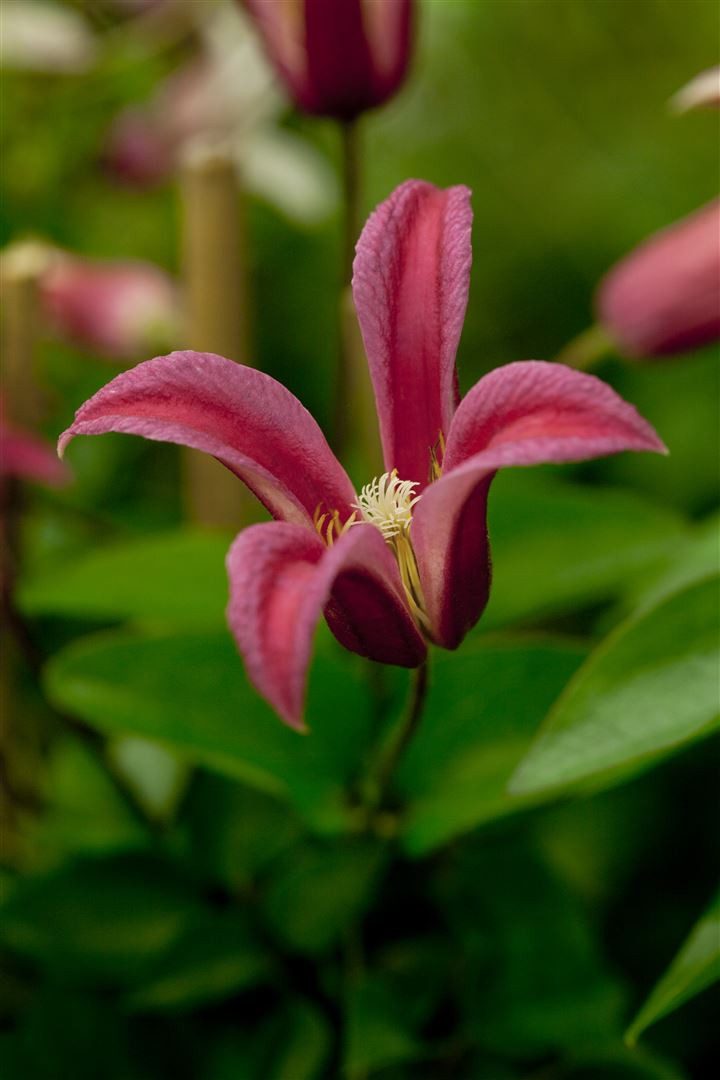Pflanzen für Dich Kletterpflanze Clematis tex. Princess Diana, 1 St., Clematis, Waldrebe, trompetenblüten, kletterpflanze