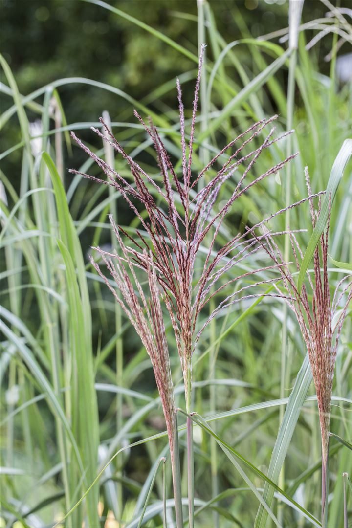 Pflanzen für Dich Травы Miscanthus sinensis Malepartus, 1 St., Chinaschilf, Silberfedergras, rotbraune Blütenrispen, herbstfärbung