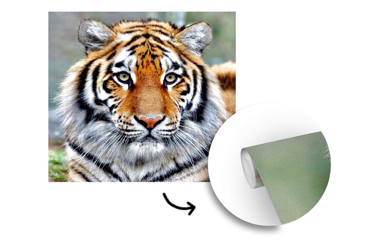 (5 für Tiger Tapete Wandtapete Wohnzimmer Tiere, Vinyl Schlafzimmer, Matt, Fototapete St), Jung bedruckt, oder - MuchoWow -
