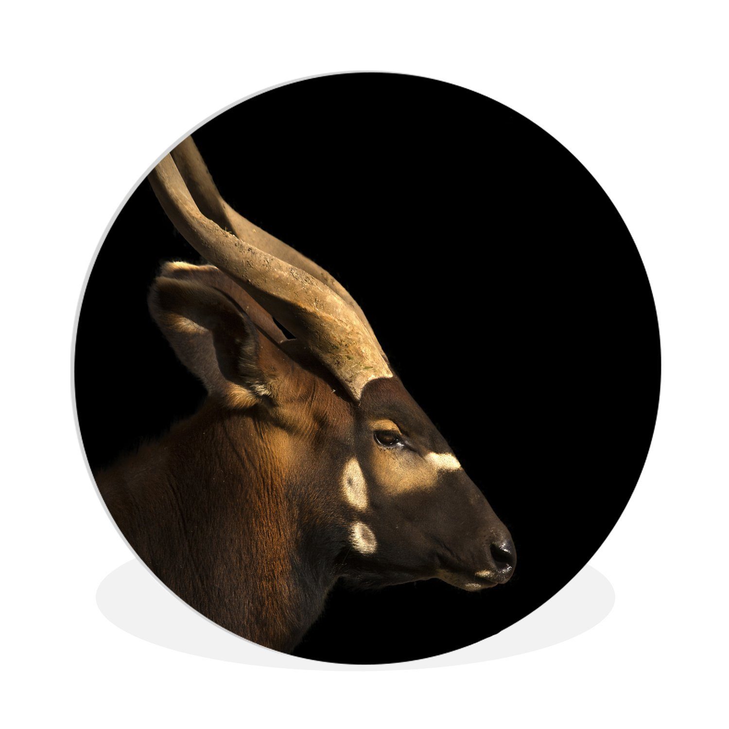 MuchoWow Gemälde Bongo-Antilope auf schwarzem cm Rundes Wanddekoration Forex, Hintergrund, (1 Wandbild, Kreis 30x30 St), Wohnzimmer