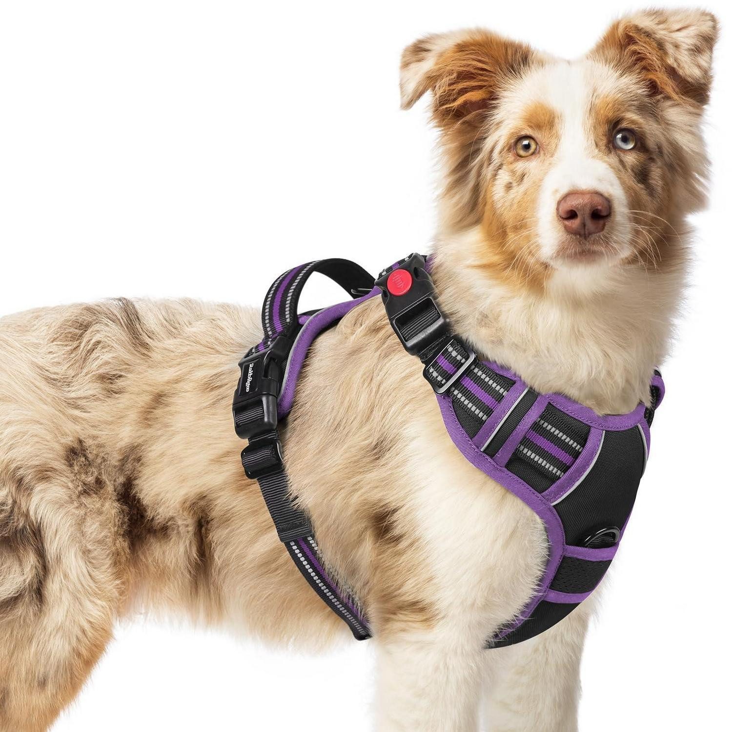 LuxusKollektion Geschirr Hundegeschirr M Schwarz/Lila Easy-Fit, Textil