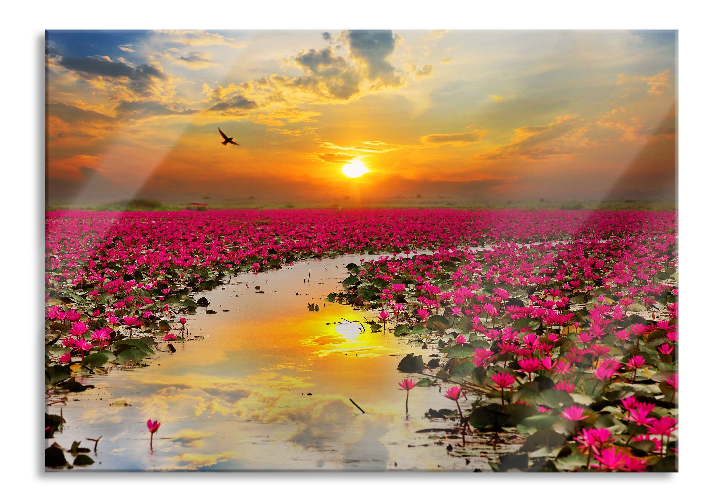 Glasbild Lotusblüten am See