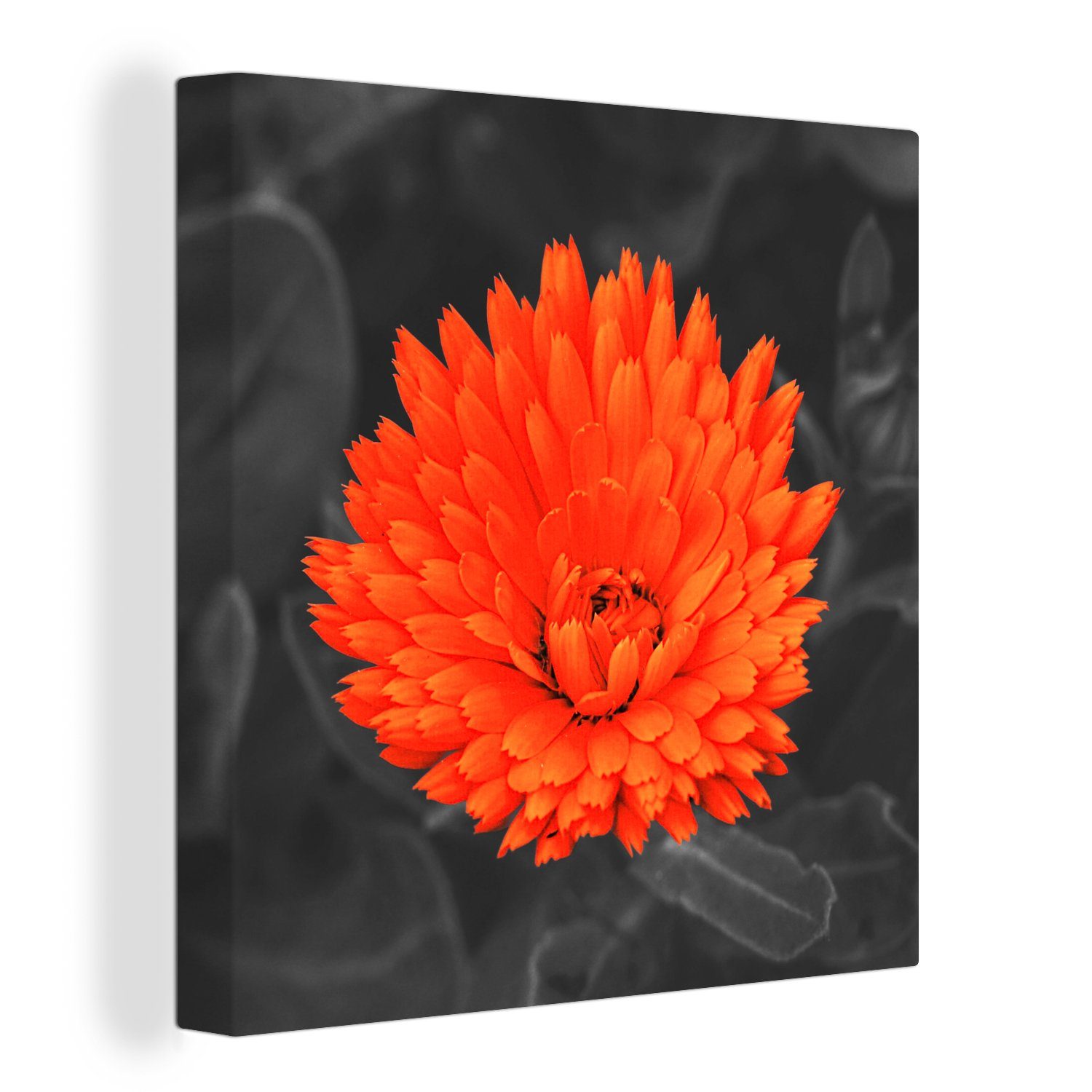 OneMillionCanvasses® Leinwandbild Blumen - Orange - Schwarz - Weiß, (1 St), Leinwand Bilder für Wohnzimmer Schlafzimmer