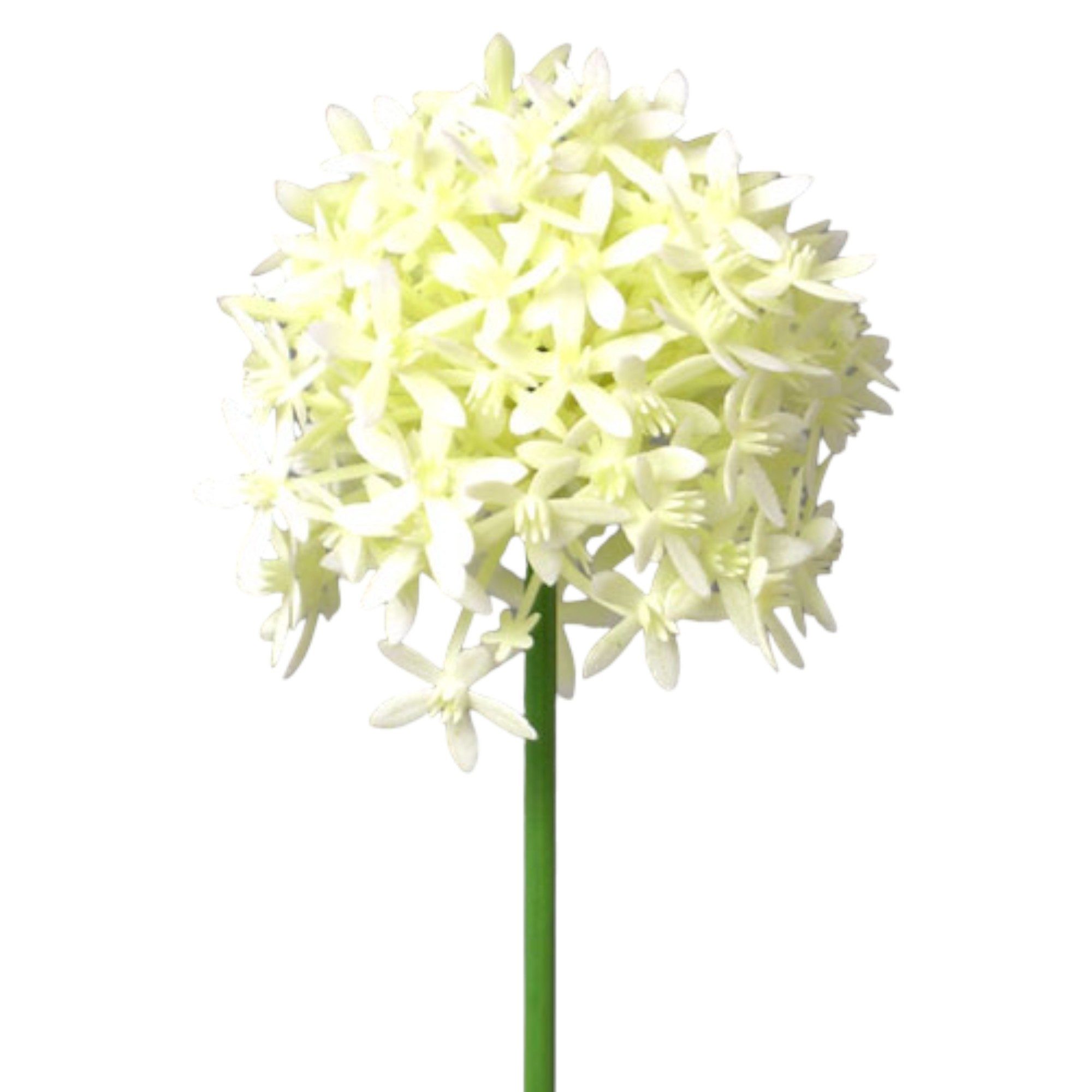 Kunstblume Kunstblume ALLIUM ca 64cm. Blütenkopf ca 9,5cm., Gasper, Höhe 64.00 cm