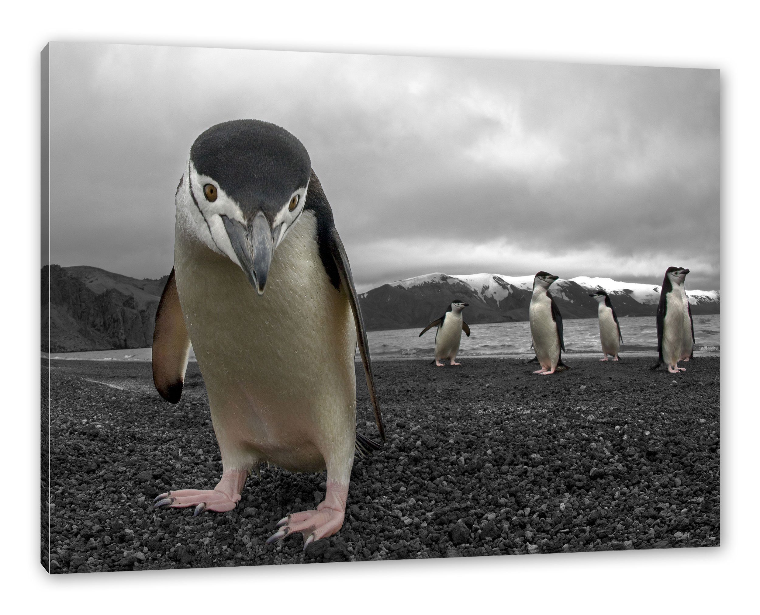Pixxprint Leinwandbild Lustige Pinguine, Lustige Pinguine (1 St), Leinwandbild fertig bespannt, inkl. Zackenaufhänger