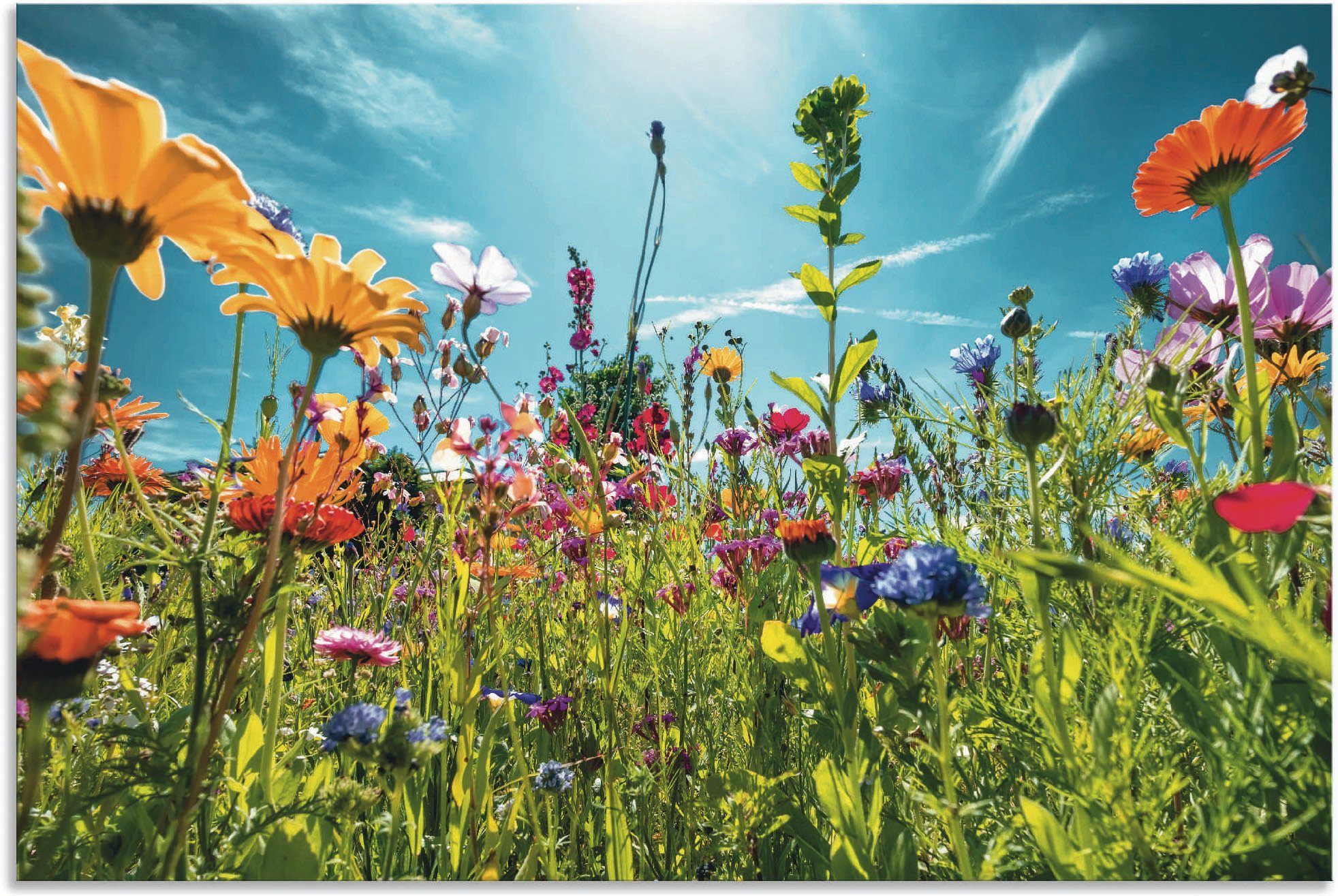 Artland Wandbild Buntes Blumenfeld, Blumenwiese (1 St), als Alubild, Leinwandbild, Poster in verschied. Größen