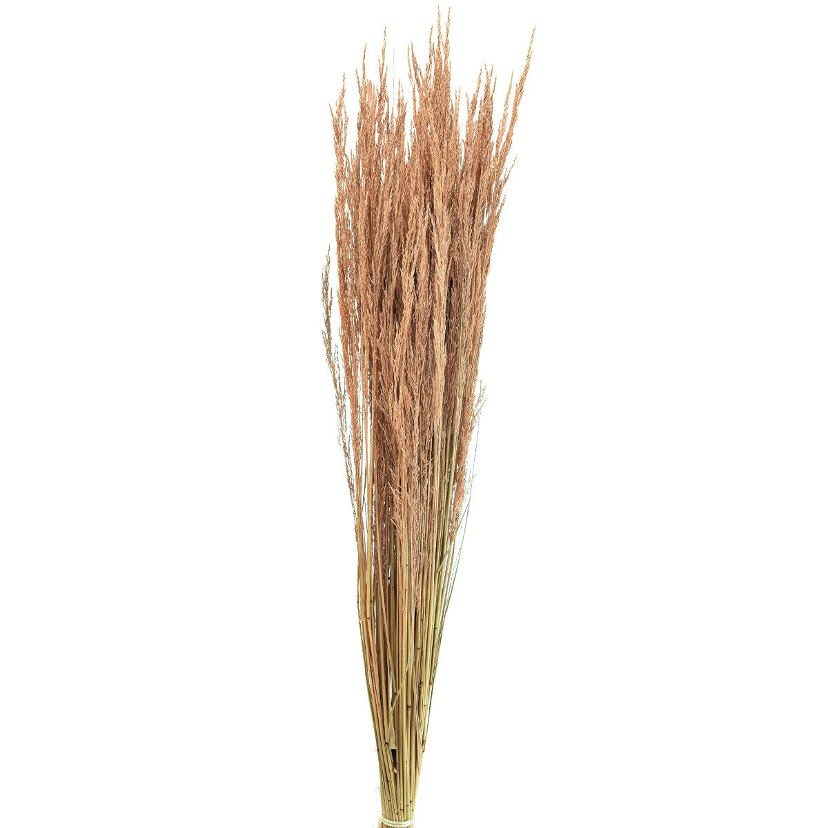 Trockenblume Rotes Straußgras Agrostis Capillaris Trockengräser Deko Rotbraun 65cm