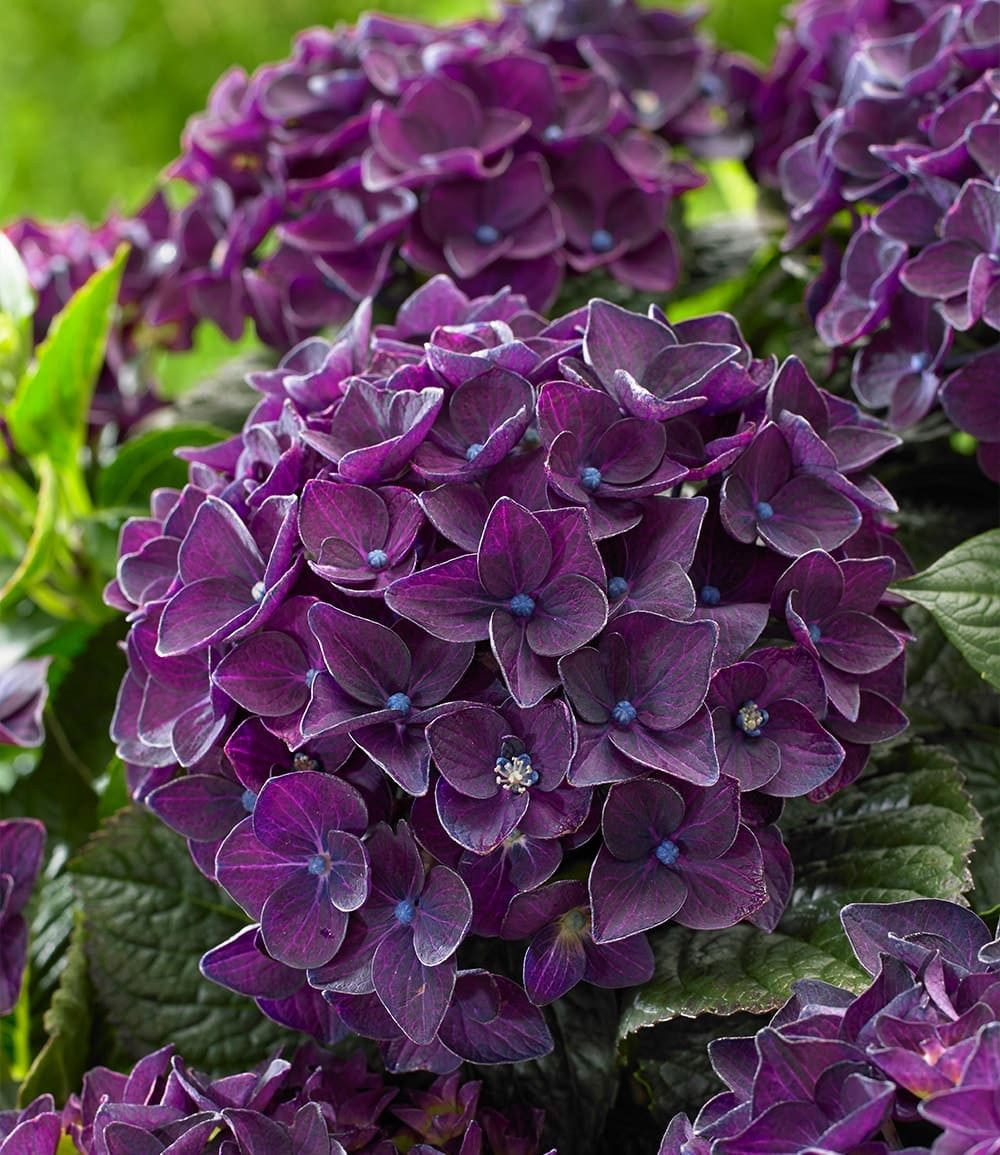 BALDUR Garten Zierstrauch Freiland-Hortensie 'Deep Purple Dance®' im 2-Liter Topf, 1 St., Hortensien, winterhart, mehrjährig, pflegeleicht