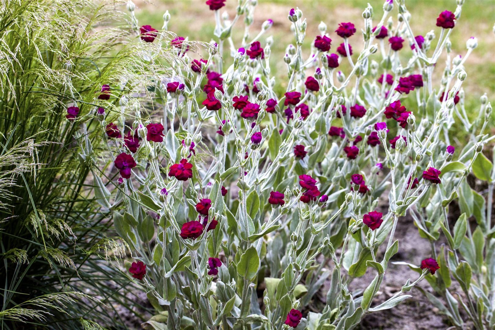 Pflanzen für Dich Staude Lychnis coronaria, 1 St., Kronen-Lichtnelke, Samtnelke, Filznelke – Bild 2 von 5