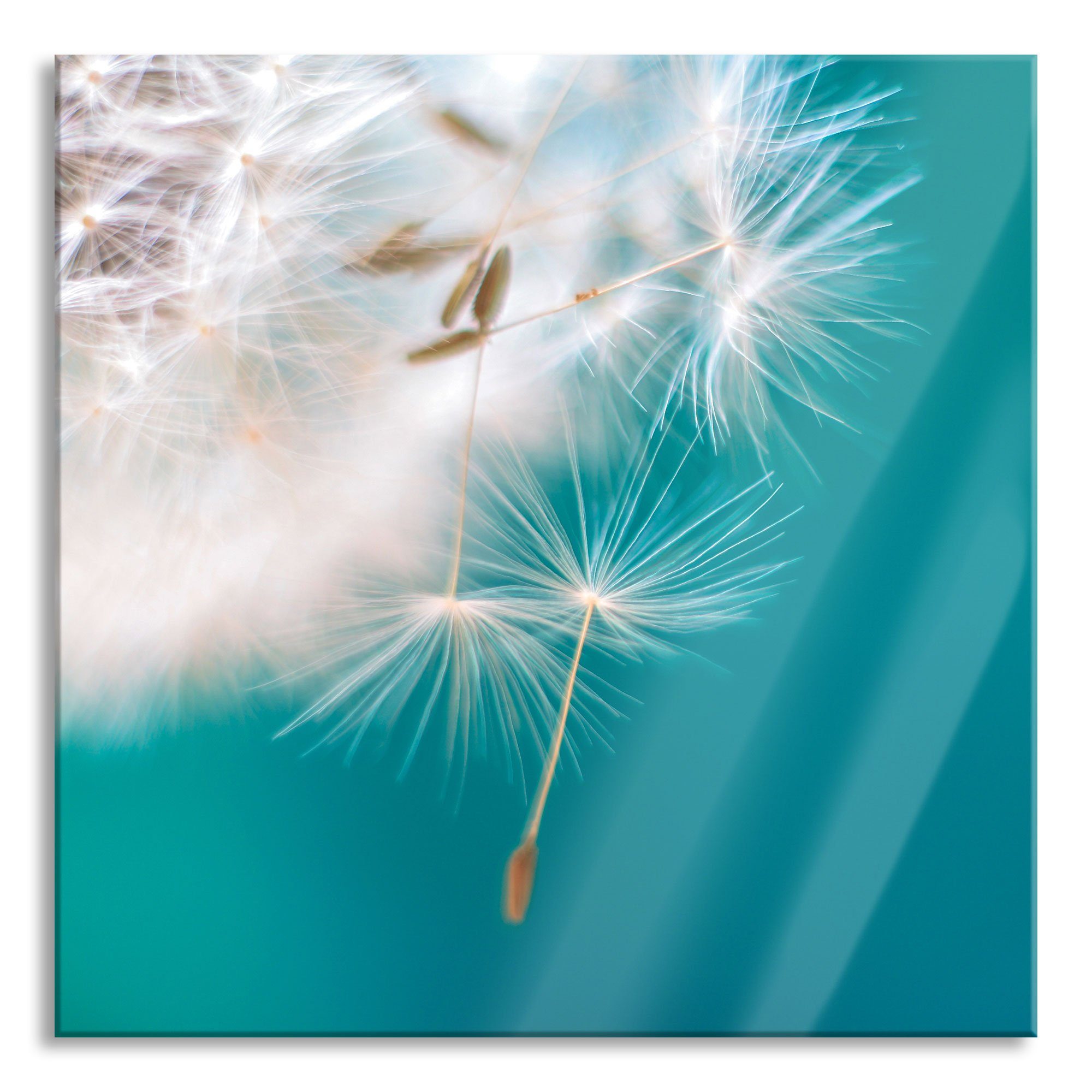 Pixxprint Glasbild Wunderschöne Pusteblume, Wunderschöne Pusteblume (1 St), Glasbild aus Echtglas, inkl. Aufhängungen und Abstandshalter