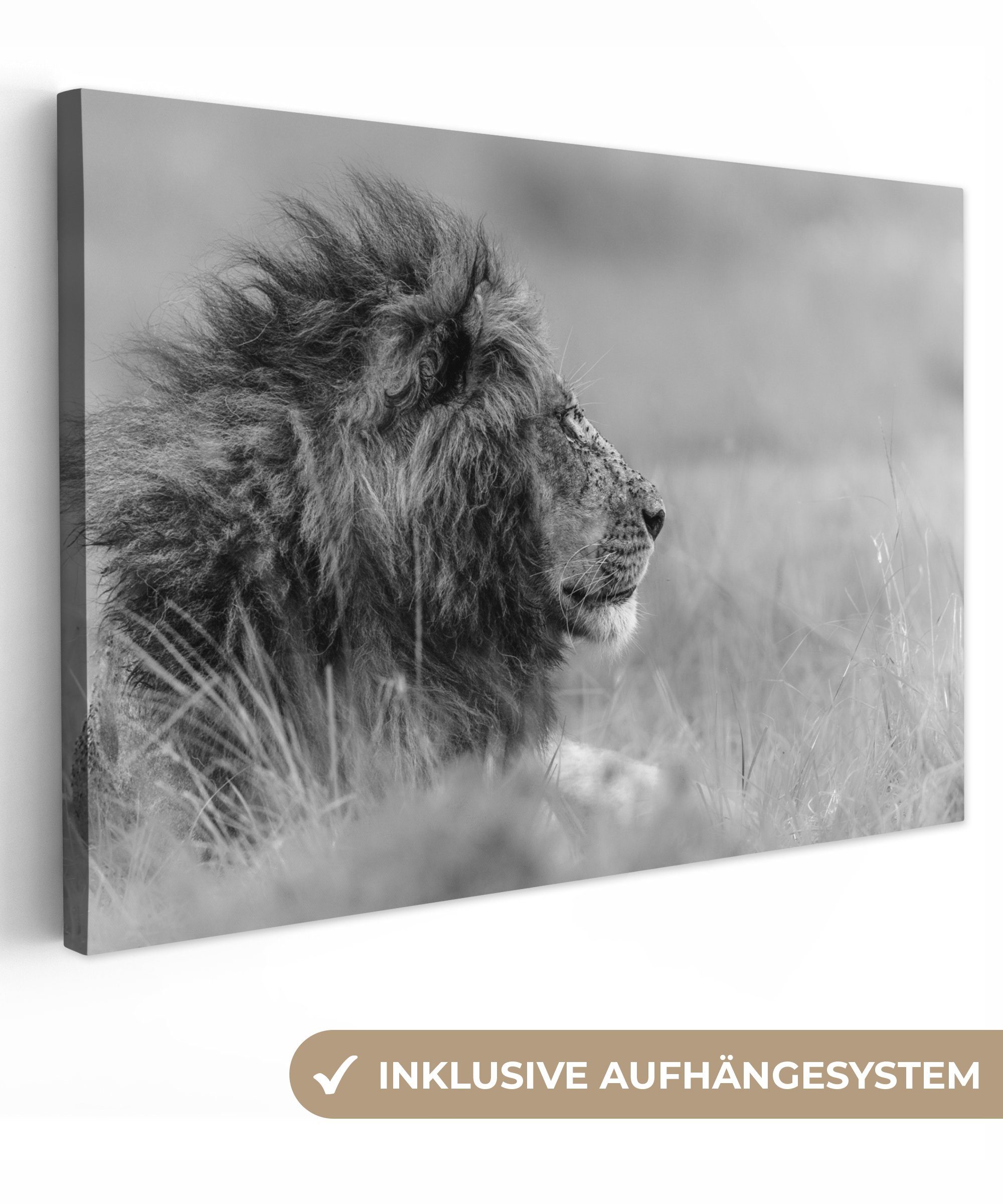OneMillionCanvasses® Leinwandbild Löwe - Tiere - Schwarz - Weiß - Natur, (1 St), Wandbild Leinwandbilder, Aufhängefertig, Wanddeko, 30x20 cm