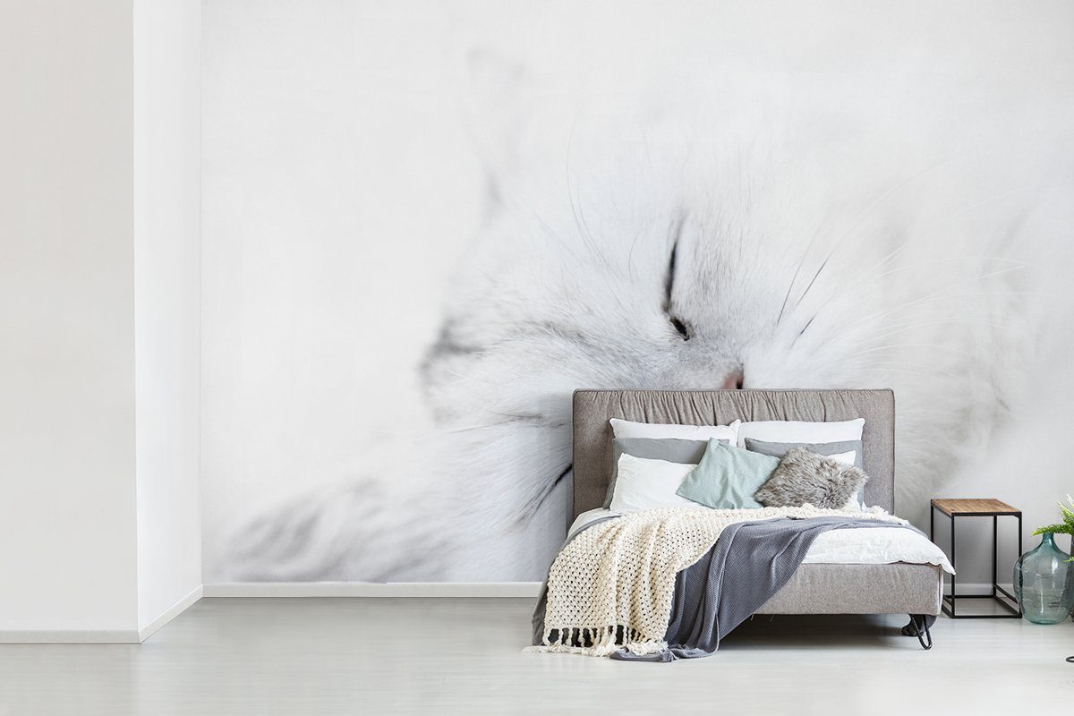 Wallpaper Wohnzimmer, St), Weiß Katze (6 bedruckt, Schlafzimmer, MuchoWow Vinyl Tapete - Matt, Fototapete - Großaufnahme, Kinderzimmer, für