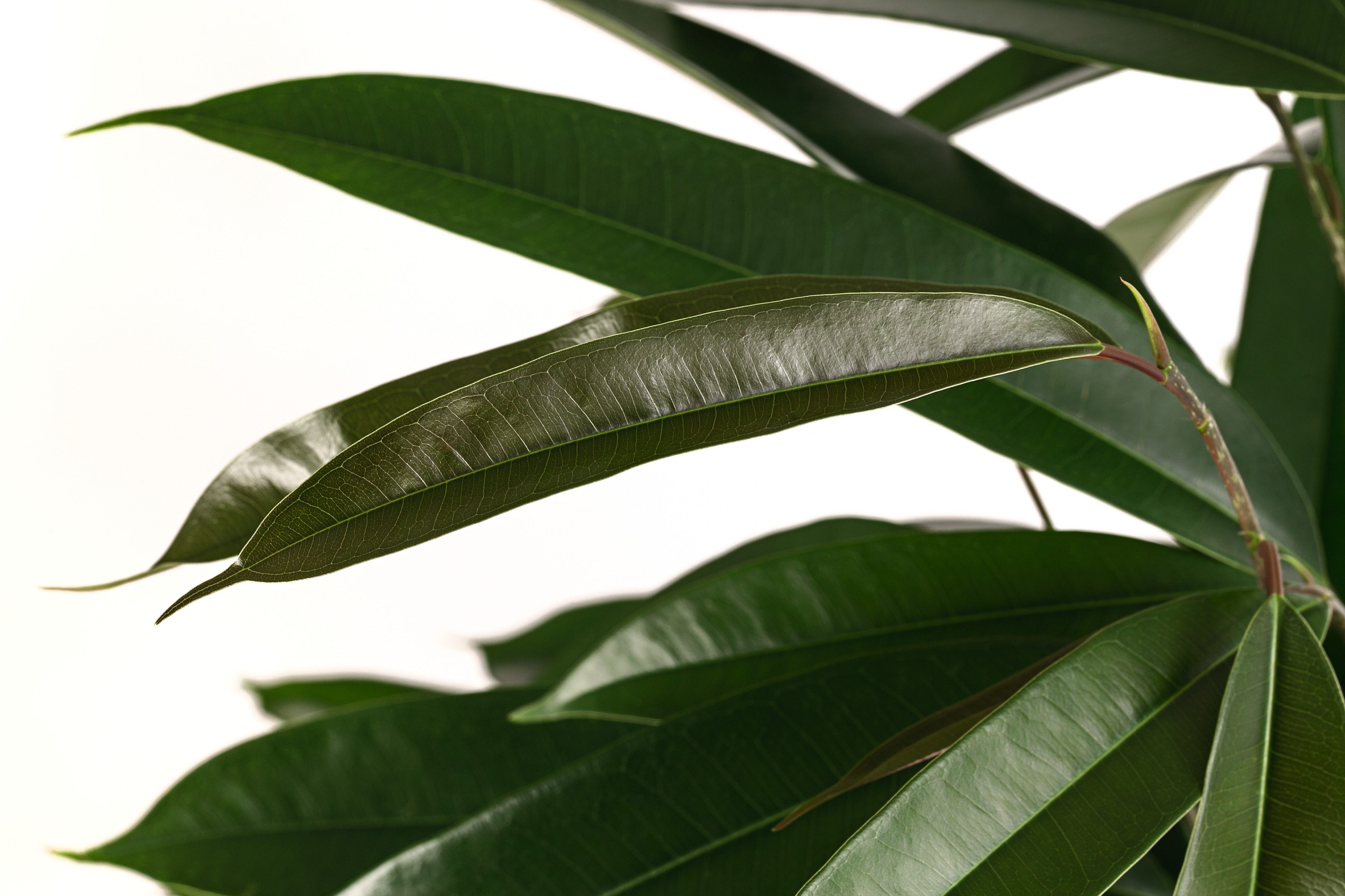 Dehner Zimmerpflanze Birkenfeige, Ficus binnendijkii Amstel King, Hydrokult günstig online kaufen