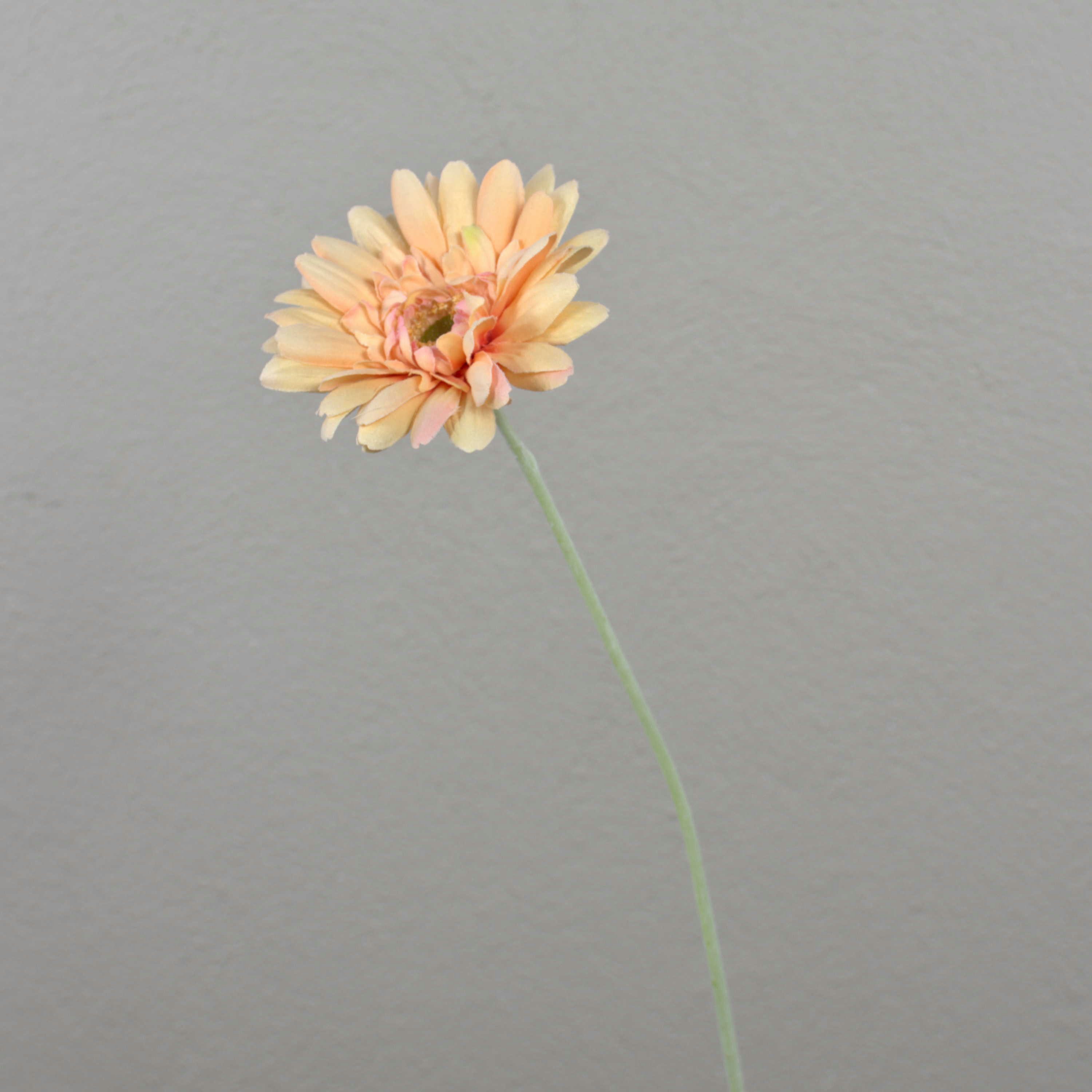 Kunstblume Künstliche Gerbera, Creme - rosa, beflockter Stiel, 55cm, Ø 11cm Gerbera, artplants, Höhe 55.0 cm