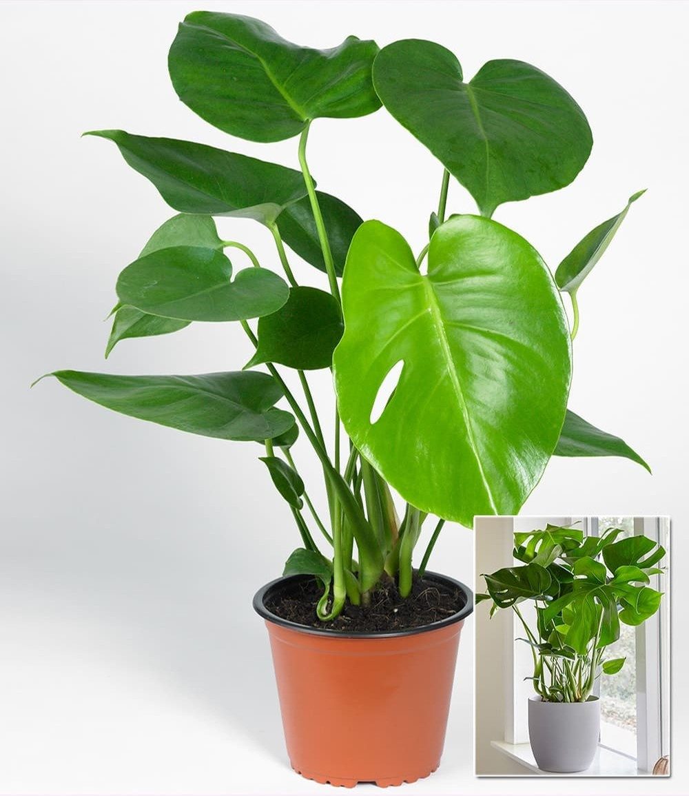 BALDUR Garten Zimmerpflanze Monstera - Fensterblatt, ca. 45-55 cm hoch, 1 St., Zierpflanze, pflegeleicht – Bild 2 von 2
