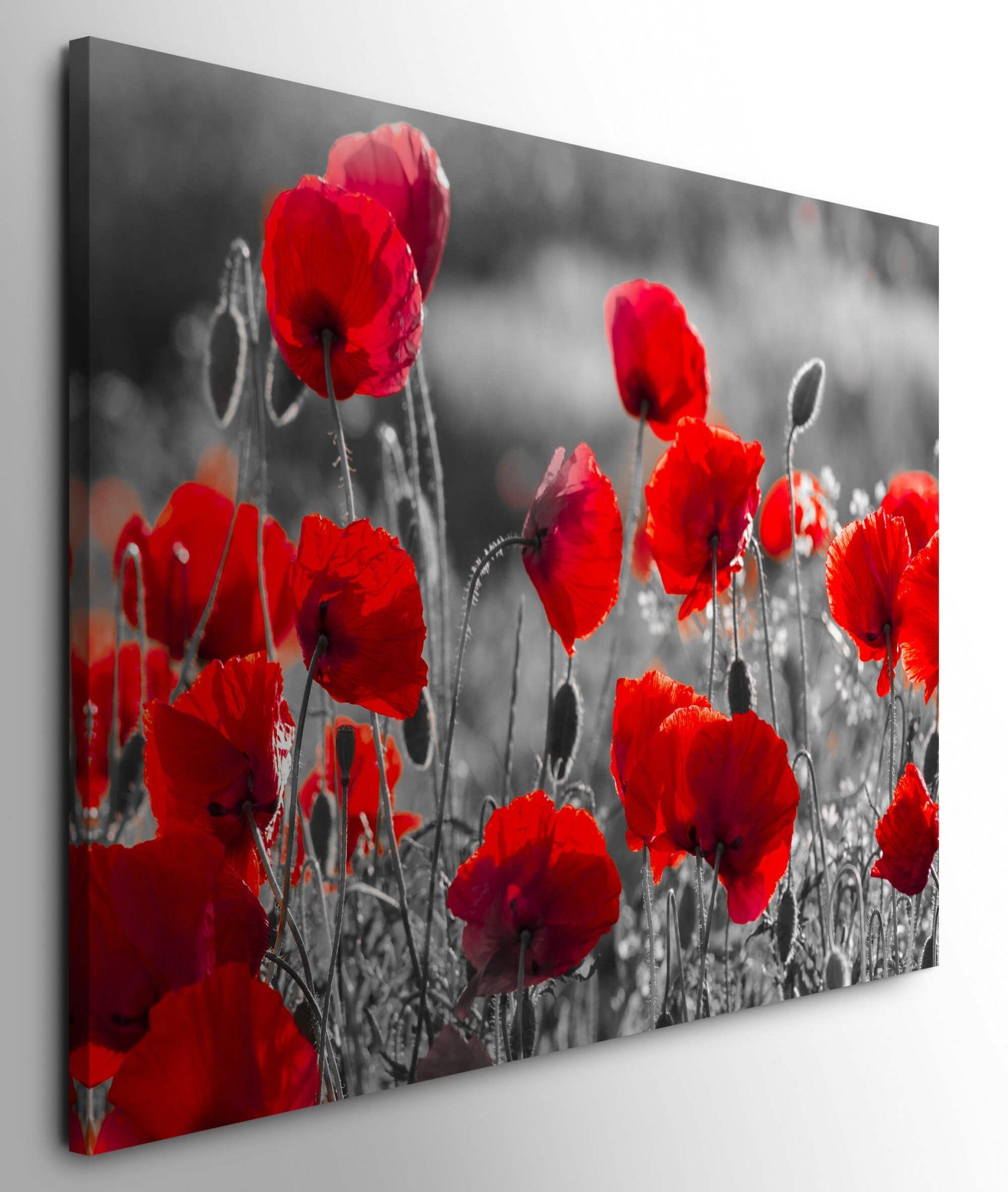 möbel-direkt.de Leinwandbild Bilder XXL Mohnblumen in günstig online kaufen