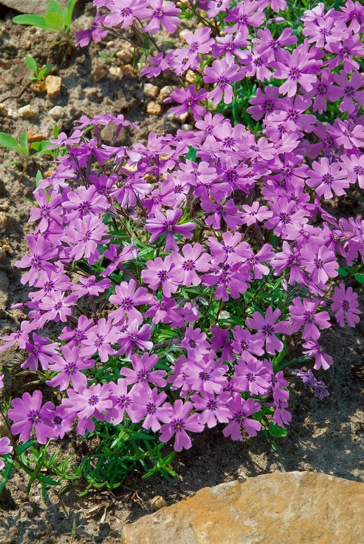 Pflanzen für Dich Почвопокровные растения Phlox subulata Purple Beauty, 1 St., Polsterphlox, Teppichphlox, Moosphlox, teppichartig, violettblühend