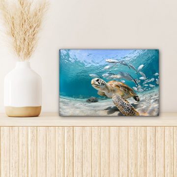 OneMillionCanvasses® Leinwandbild Schildkröte - Fisch - Meer, (1 St), Wandbild Leinwandbilder, Aufhängefertig, Wanddeko, 30x20 cm