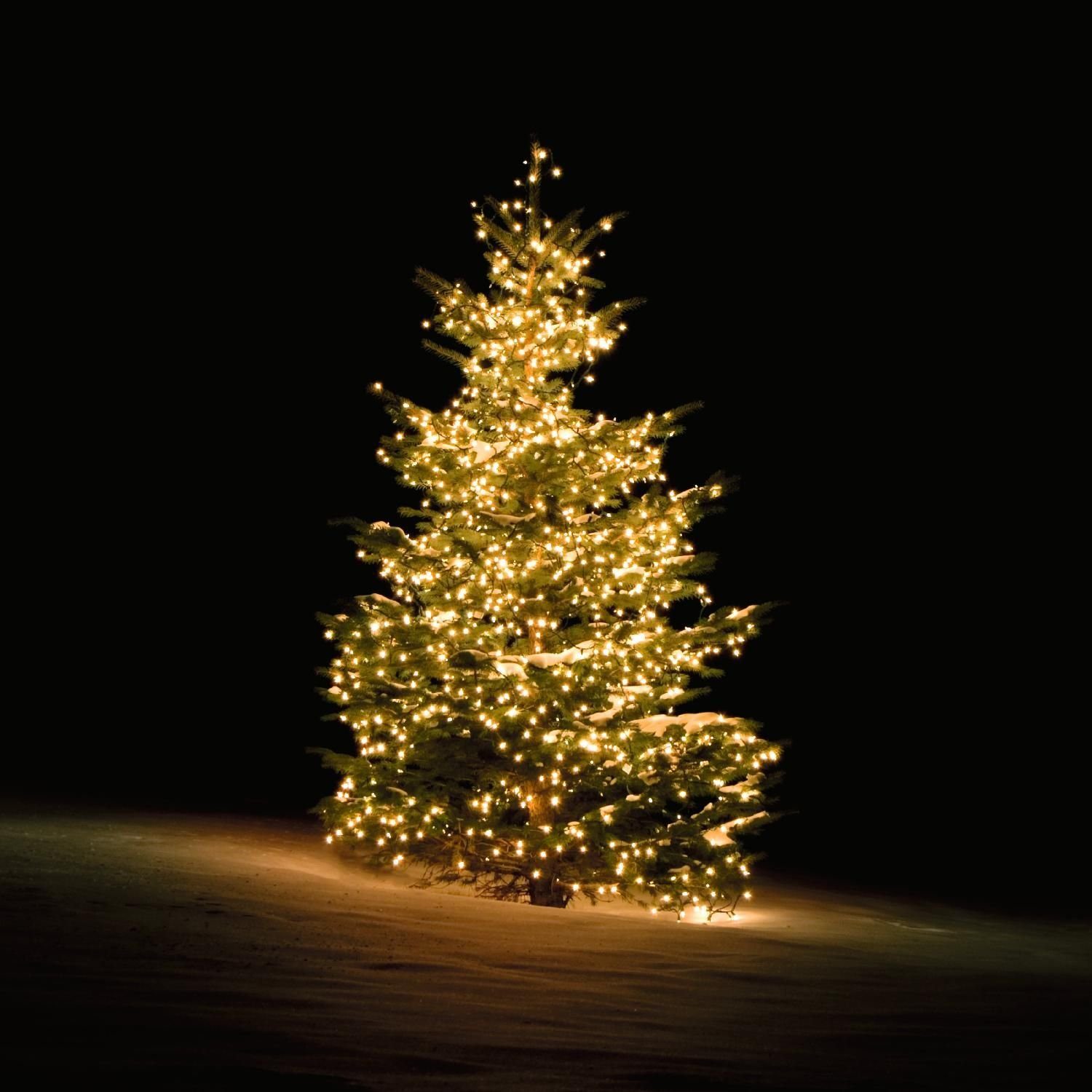 DELTACO SMART HOME Lichterkette »Smarte Weihnachtsbaum-Lichterkette  warmweiß (Smart Home, mit 300 LEDs, 2 m, WiFi kompatibel)« online kaufen |  OTTO