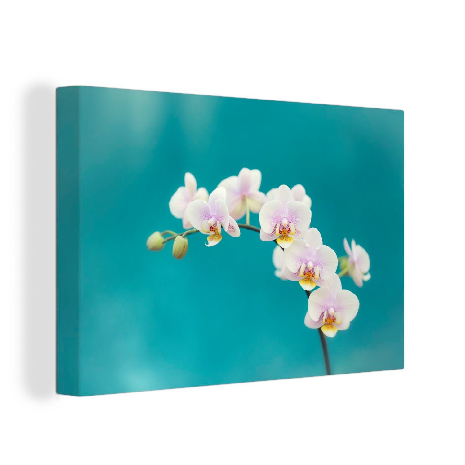 OneMillionCanvasses® Leinwandbild Weiße Orchideen auf blauem Hintergrund, (1 St), Wandbild Leinwandbilder, Aufhängefertig, Wanddeko, 30x20 cm