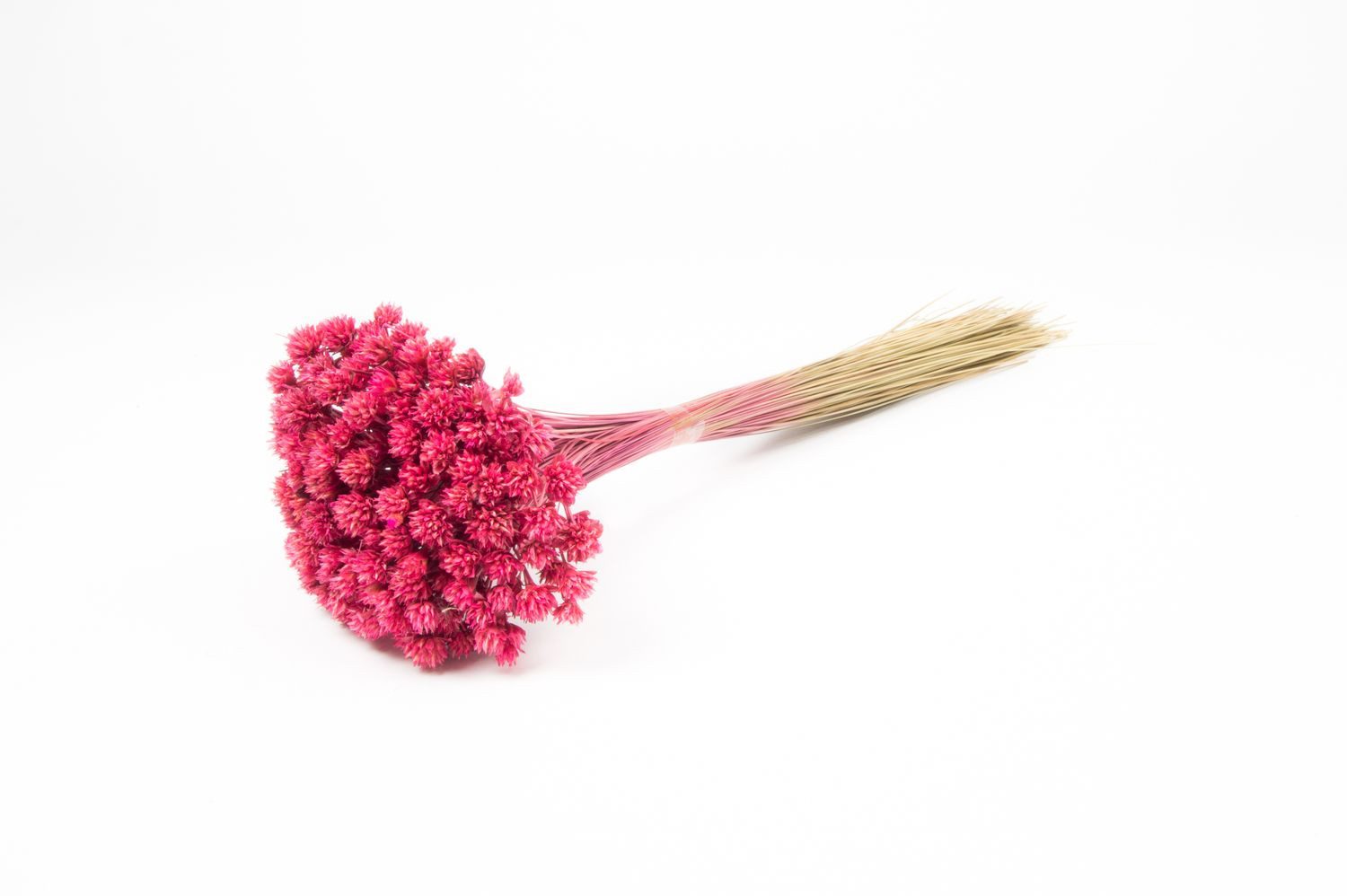 Trockenblume Blumenstrauß getrocknet AVISSA, Brasilianische Hügelblume, pink, 4, INNA-Glas
