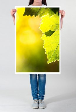 Sinus Art Poster 60x90cm Poster Naturfotografie  Weinblätter im Sonnenlicht