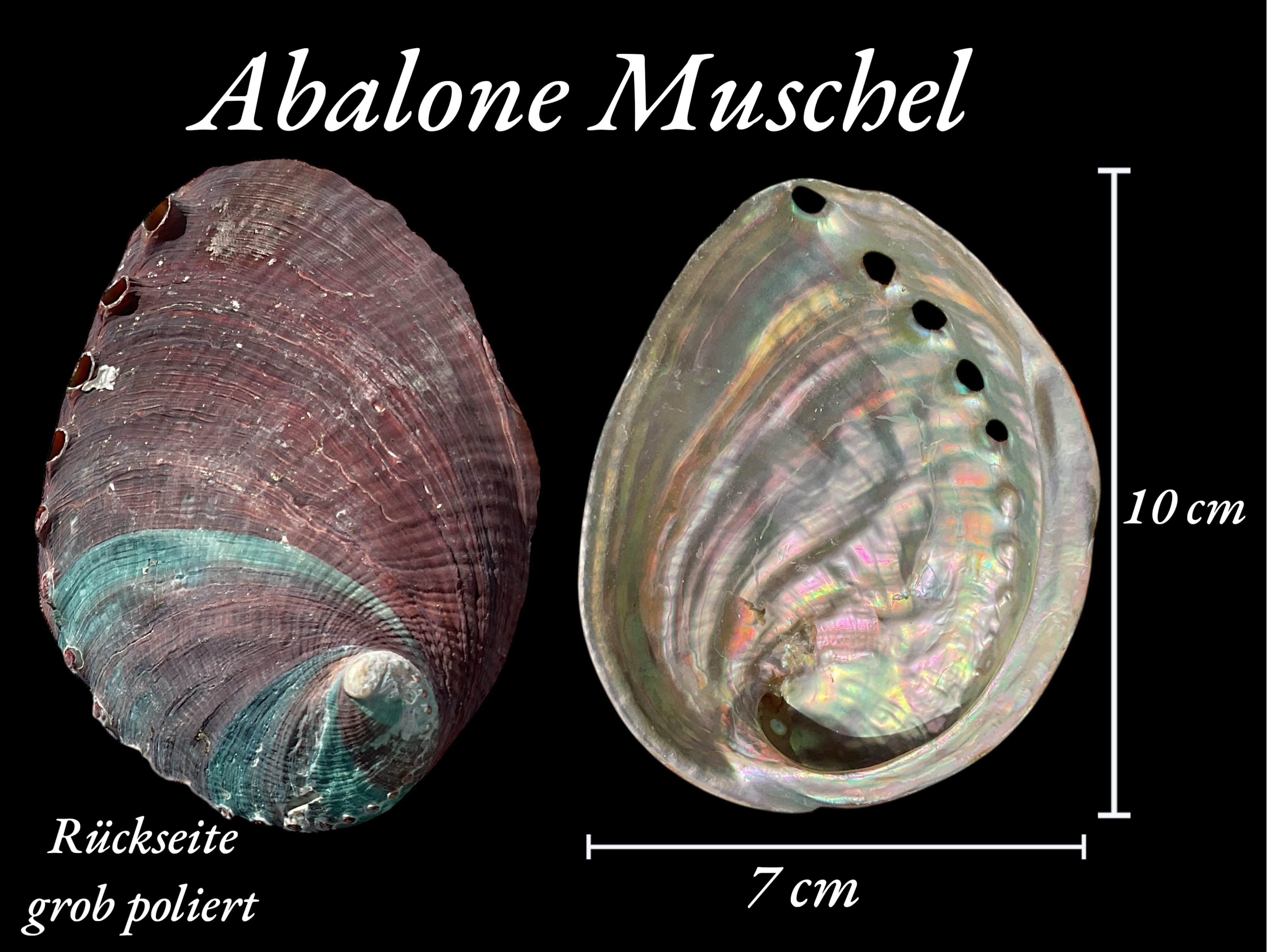 Steinfixx® Dekoschale Abalone Paua Muschel I Räucherschale I Perlmutt Meeresmuschel (100 % echt aus Mexiko, 1 St., Seifenschale I Schmuckschale), 100x70x15 mm – Bild 5 von 5