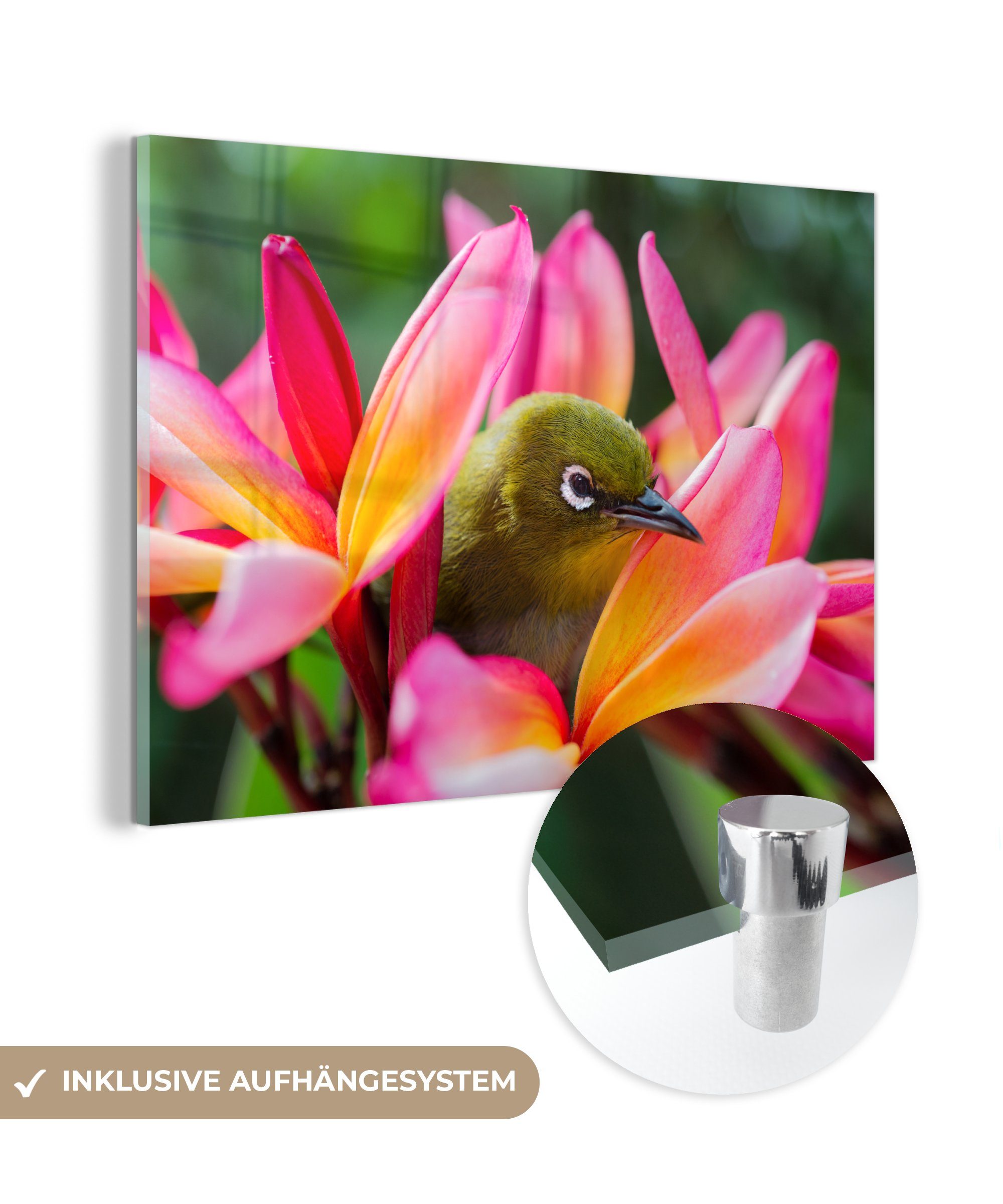 MuchoWow Wohnzimmer zwischen Tropischer Acrylglasbild Schlafzimmer Blumen, Vogel (1 Acrylglasbilder St), &