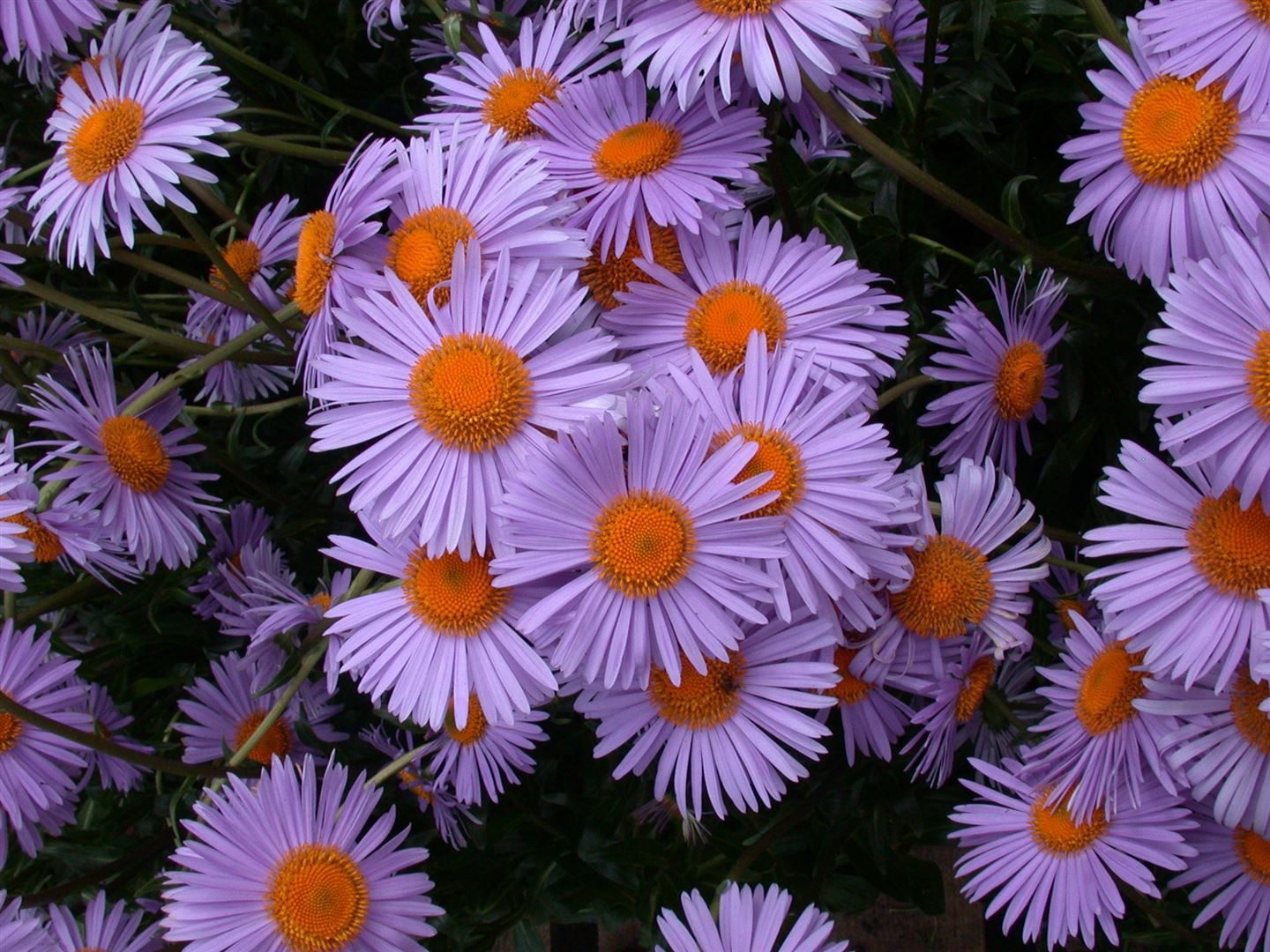 Pflanzen für Dich Staude Aster tong. Wartburgstern, 1 St., Tongol-Aster, Wartburgstern-Aster