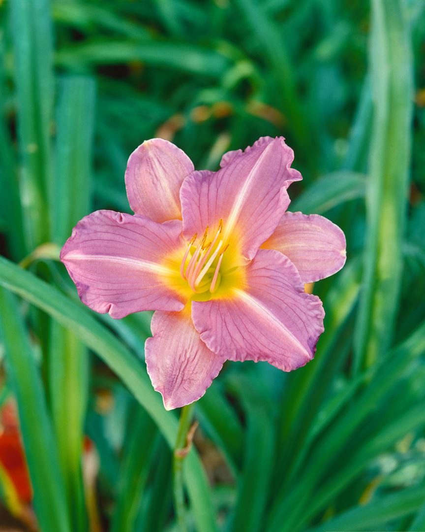Pflanzen für Dich Staude Hemerocallis cult. Blue Sheen, 1 St., Taglilie