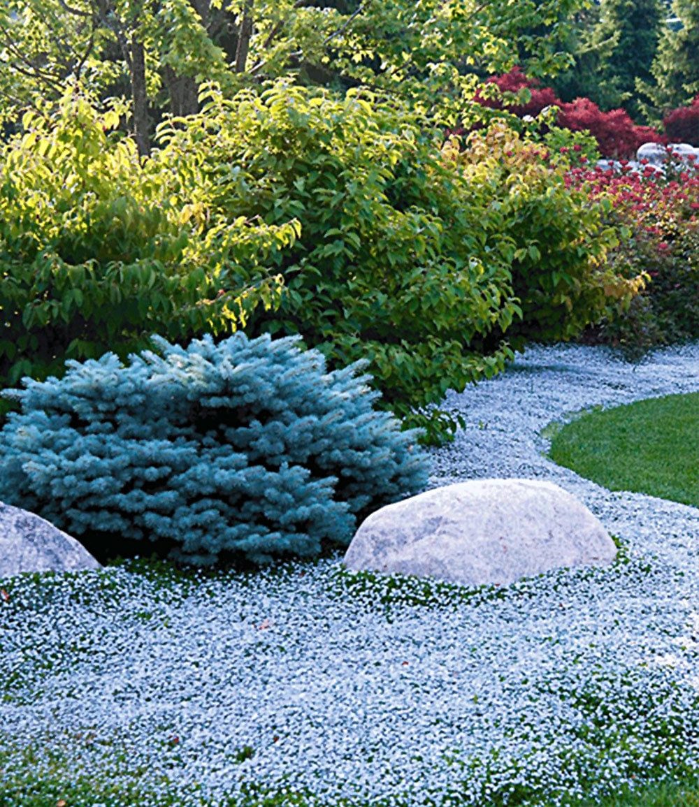 BALDUR Garten Bodendecker Bodendecker-Kollektion pink und blau, 6 St., Polsterstauden, winterhart, mehrjährig, pflegeleicht, robust