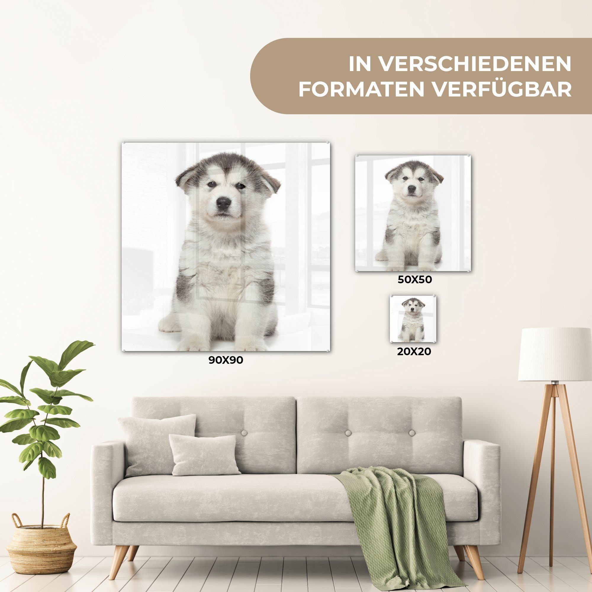 Hintergrund, Glasbilder MuchoWow Foto Glas Glas Acrylglasbild Husky-Welpe Bilder Wandbild (1 auf Wanddekoration - - auf St), weißem auf -