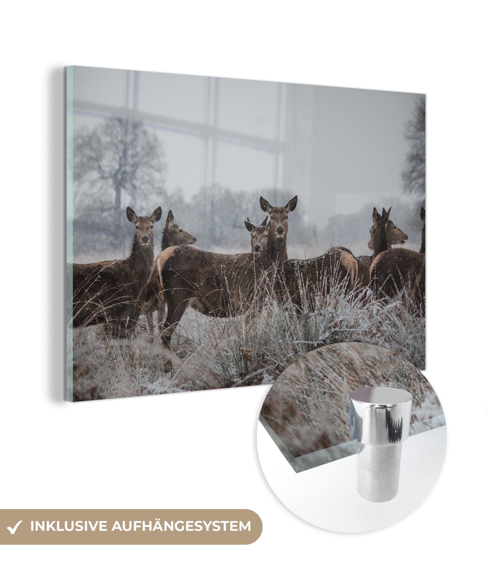 MuchoWow Acrylglasbild Hirsche - Gras - Schnee - Winter, (1 St), Acrylglasbilder Wohnzimmer & Schlafzimmer