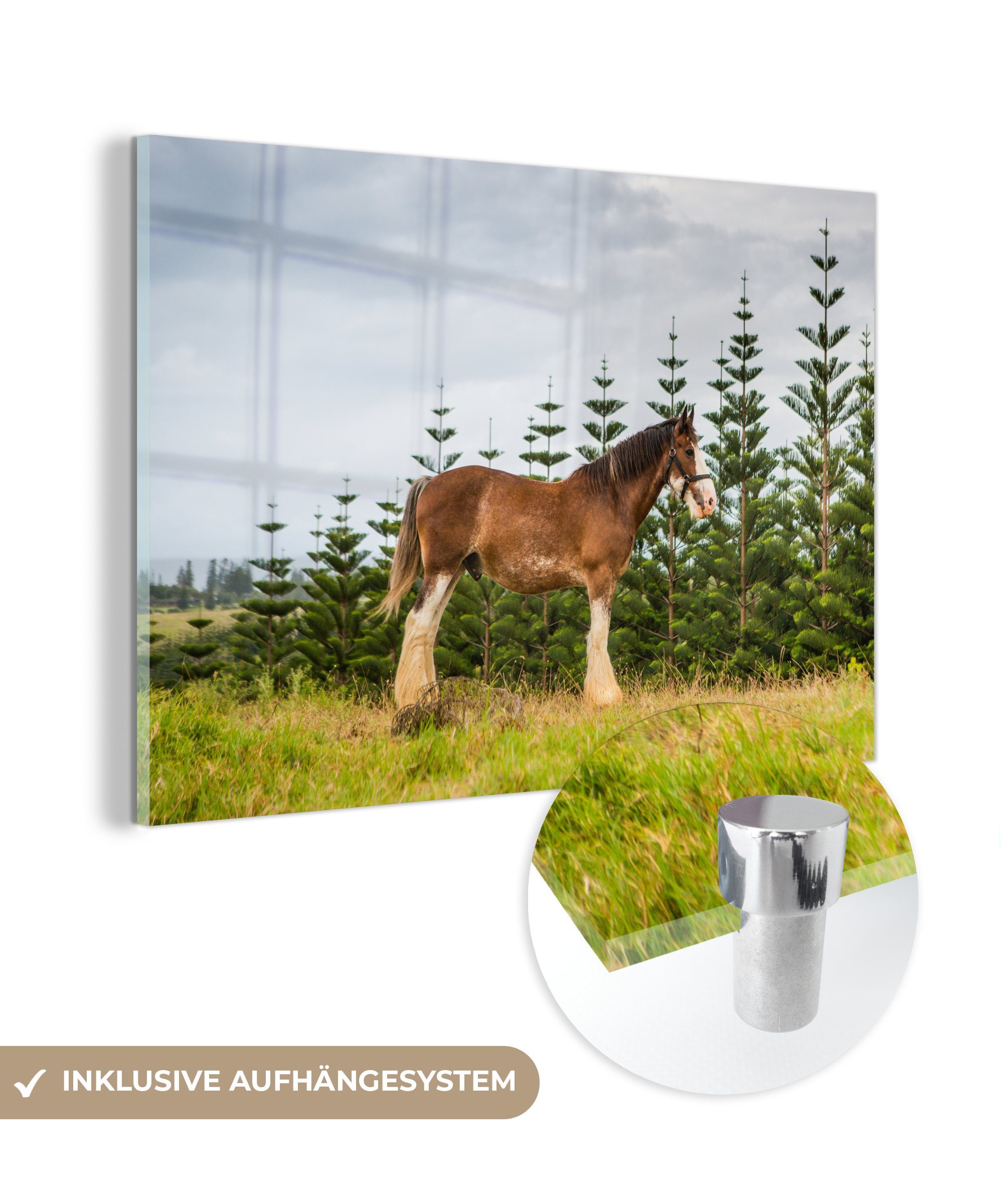 MuchoWow Acrylglasbild Clydesdale - Gras - Pferde, (1 St), Acrylglasbilder Wohnzimmer & Schlafzimmer