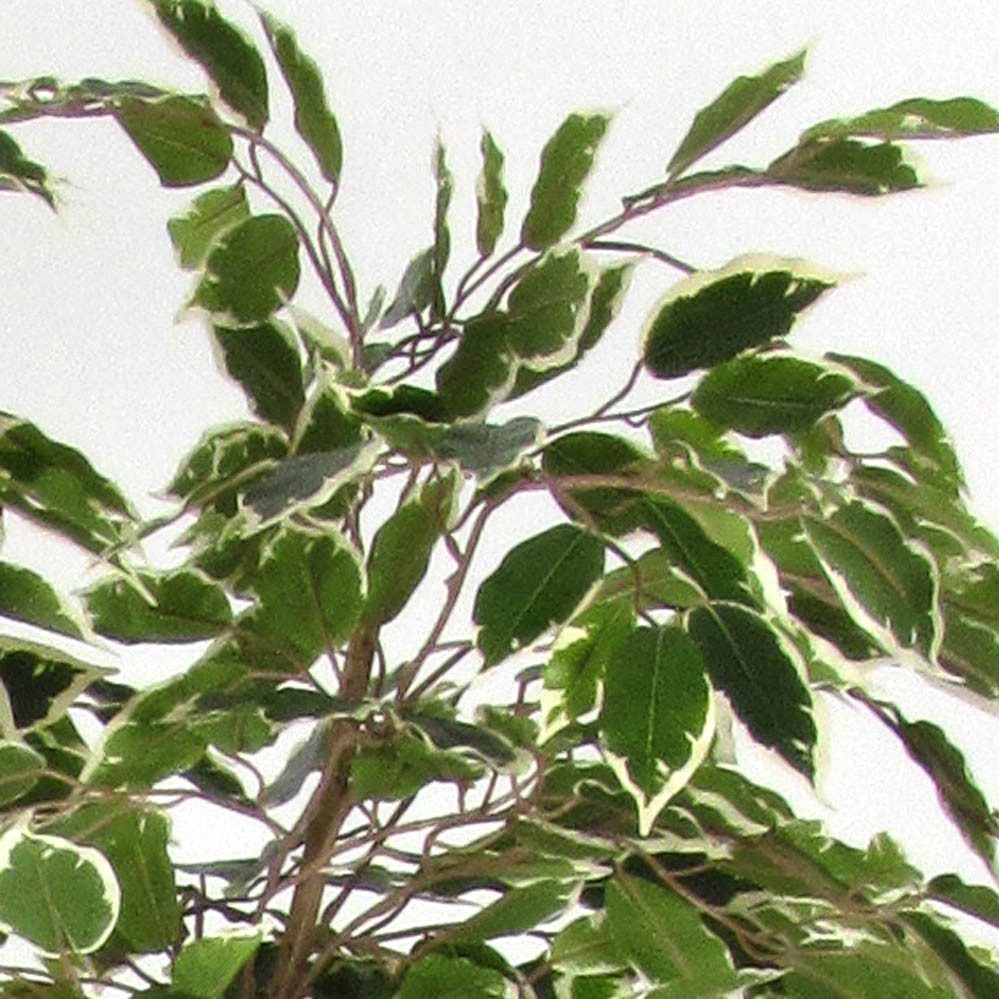 Kunstbaum Kunst Birkenfeige BASILIO, Echtstämme, grün-weiß, 150cm Ficus (Ficus benjamini), artplants, Höhe 150.0 cm