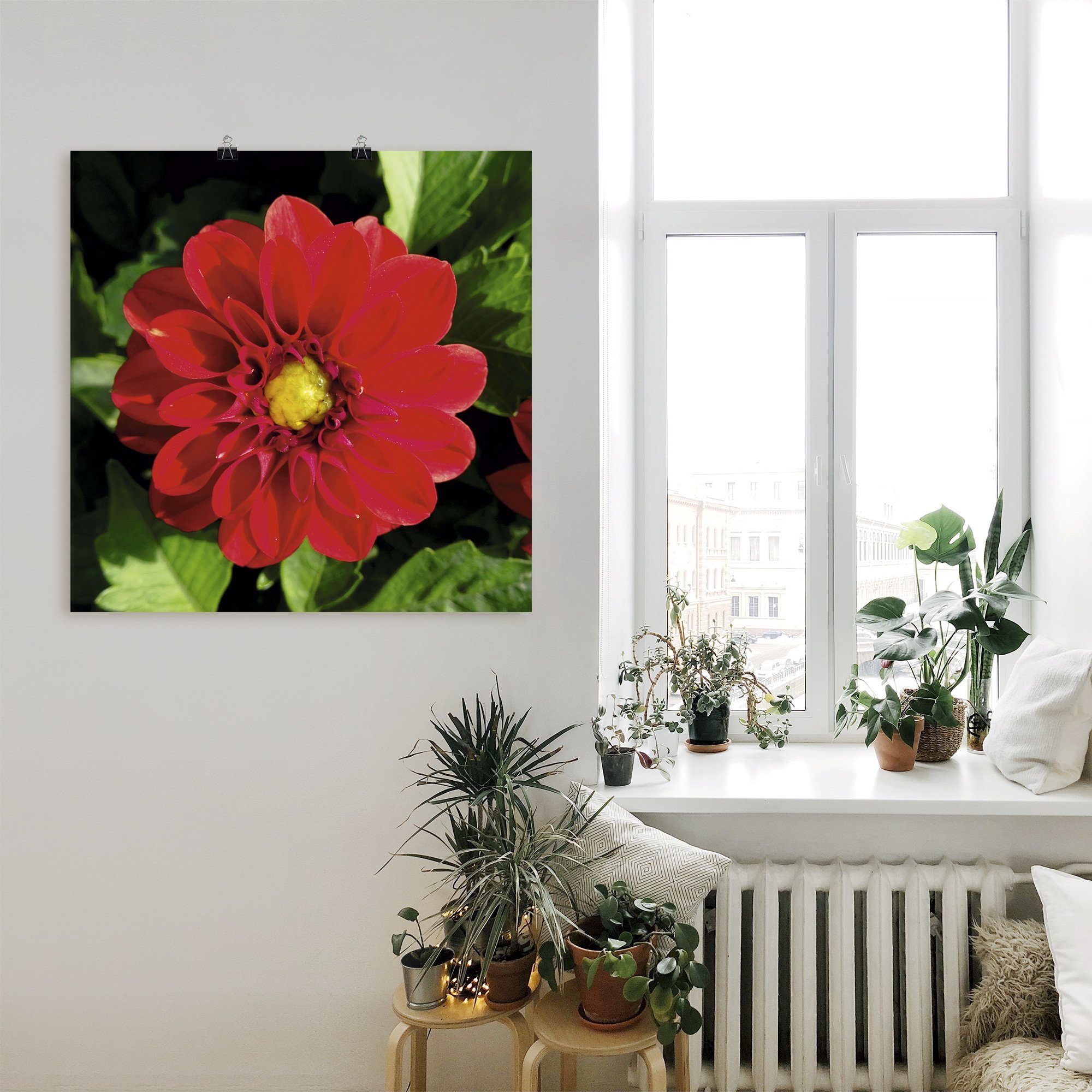 Artland versch. als Alubild, oder Poster Dahlienblüte, in Leinwandbild, Wandbild Wandaufkleber Größen Rote Blumen St), (1