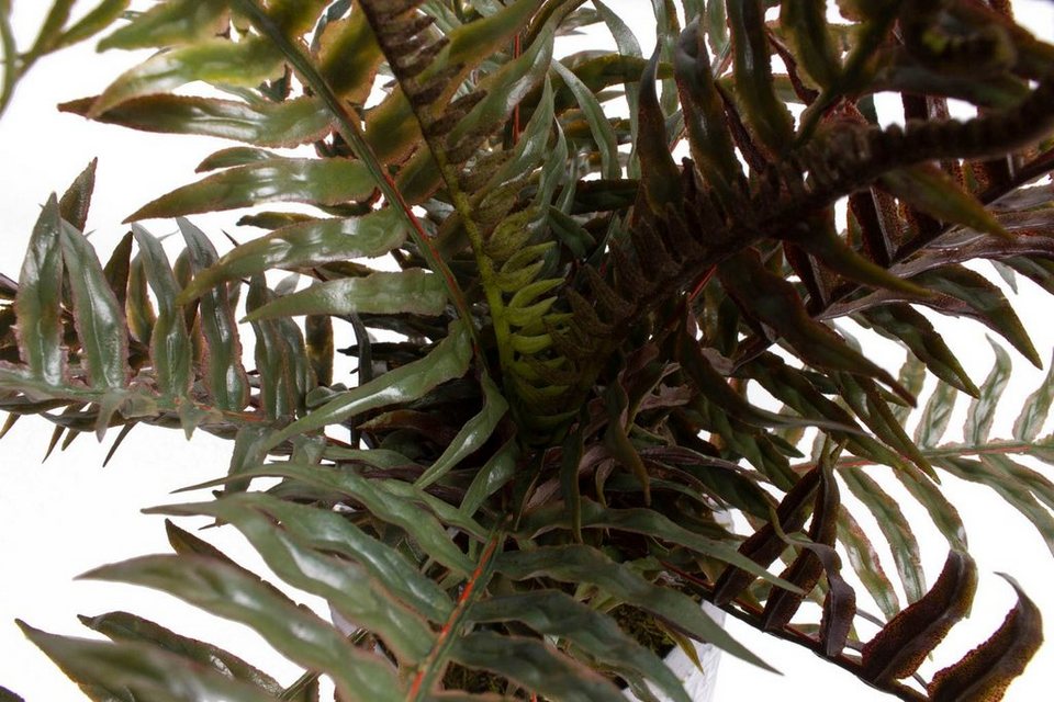 Künstliche Zimmerpflanze Farn im Zementtopf, Botanic-Haus, Höhe 24 cm,  Naturgetreue Kunstpflanze