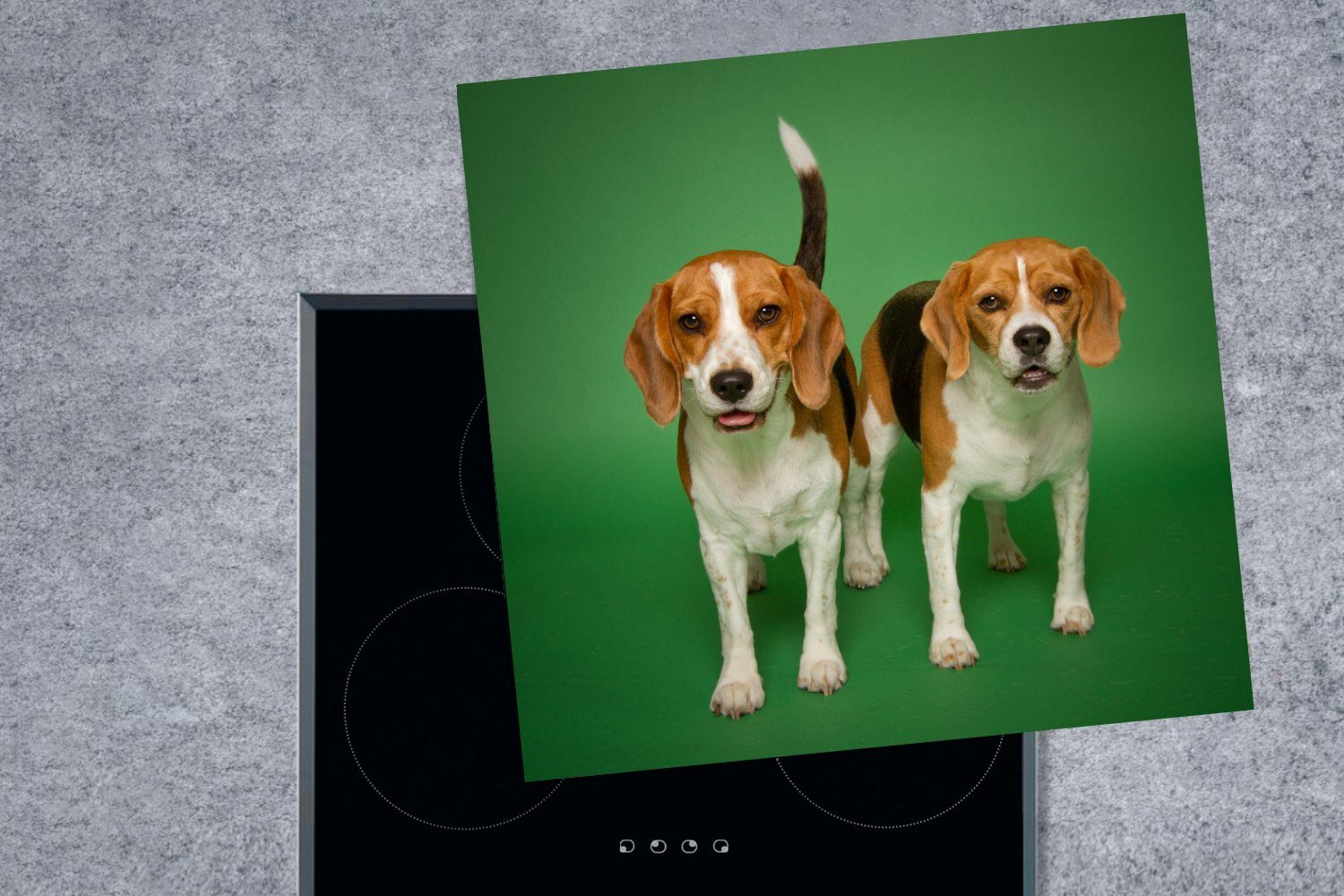 für grünem Beagles cm, Vinyl, auf Zwei MuchoWow küche Hintergrund, Herdblende-/Abdeckplatte 78x78 Arbeitsplatte schöne tlg), (1 Ceranfeldabdeckung,