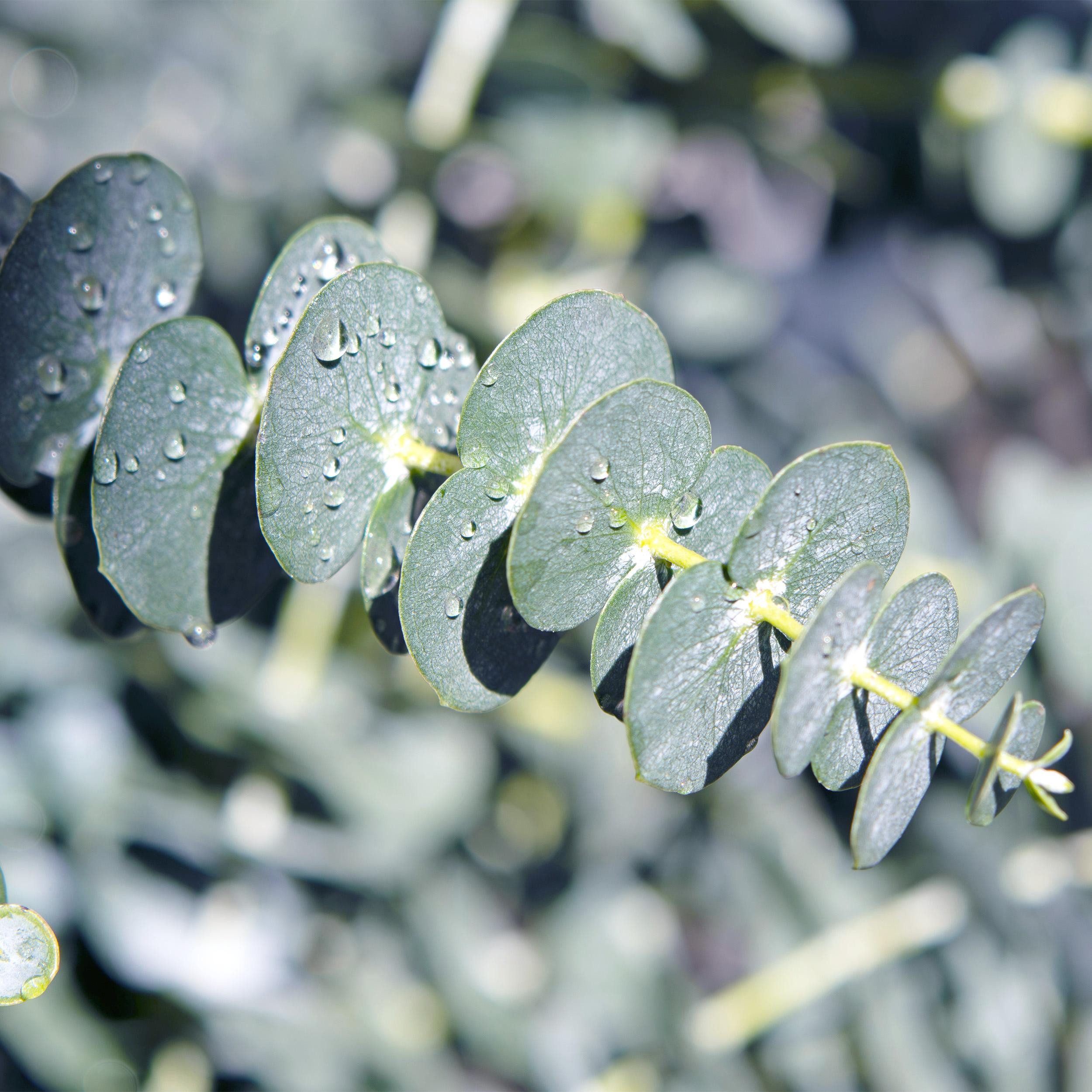 Exotenherz Kübelpflanzen Eukalyptus Eucalyptus gunni 2er Set winterhart 14cm Topf Höhe 30cm